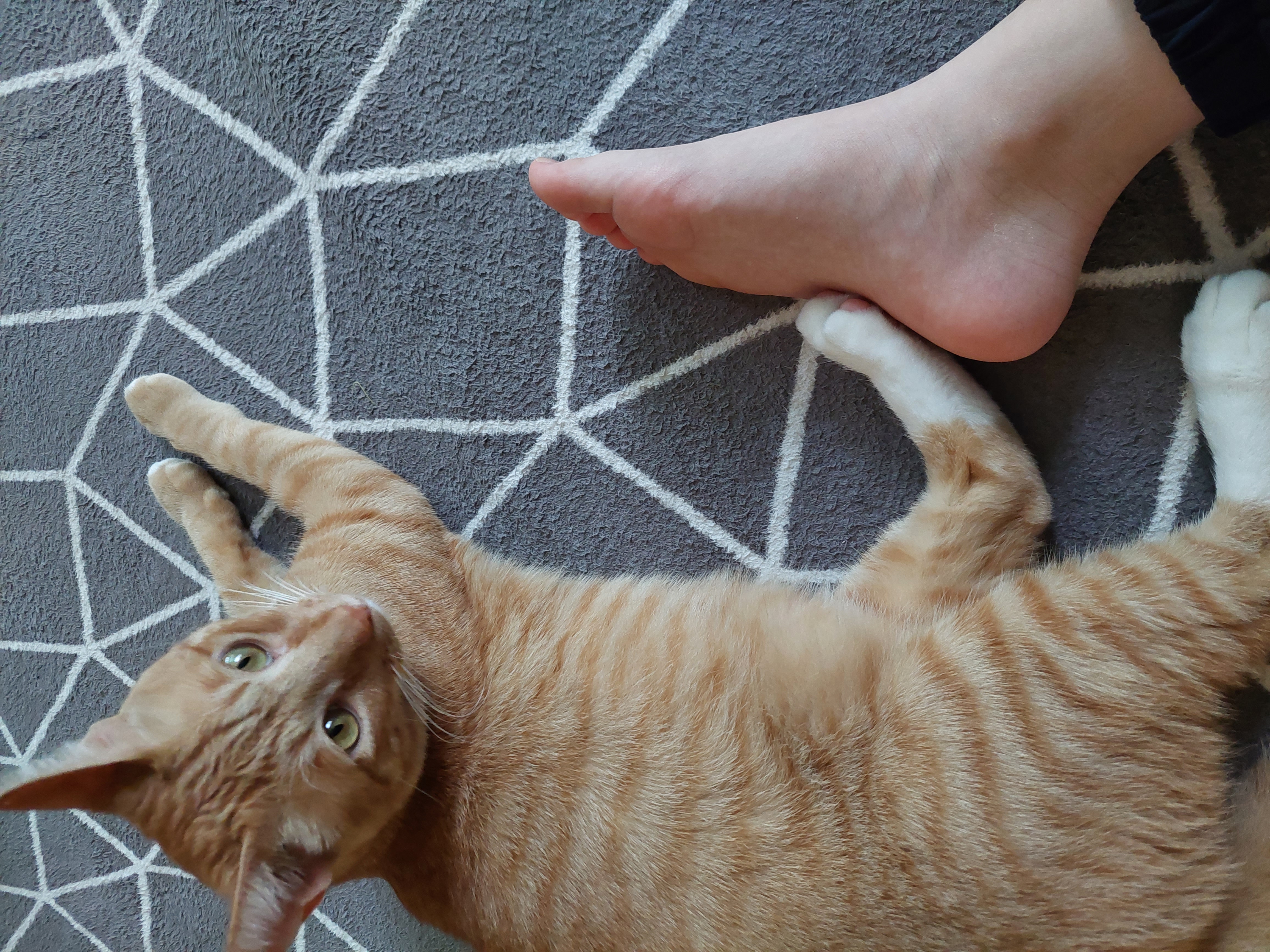 우리 가을이 입양 만 3개월