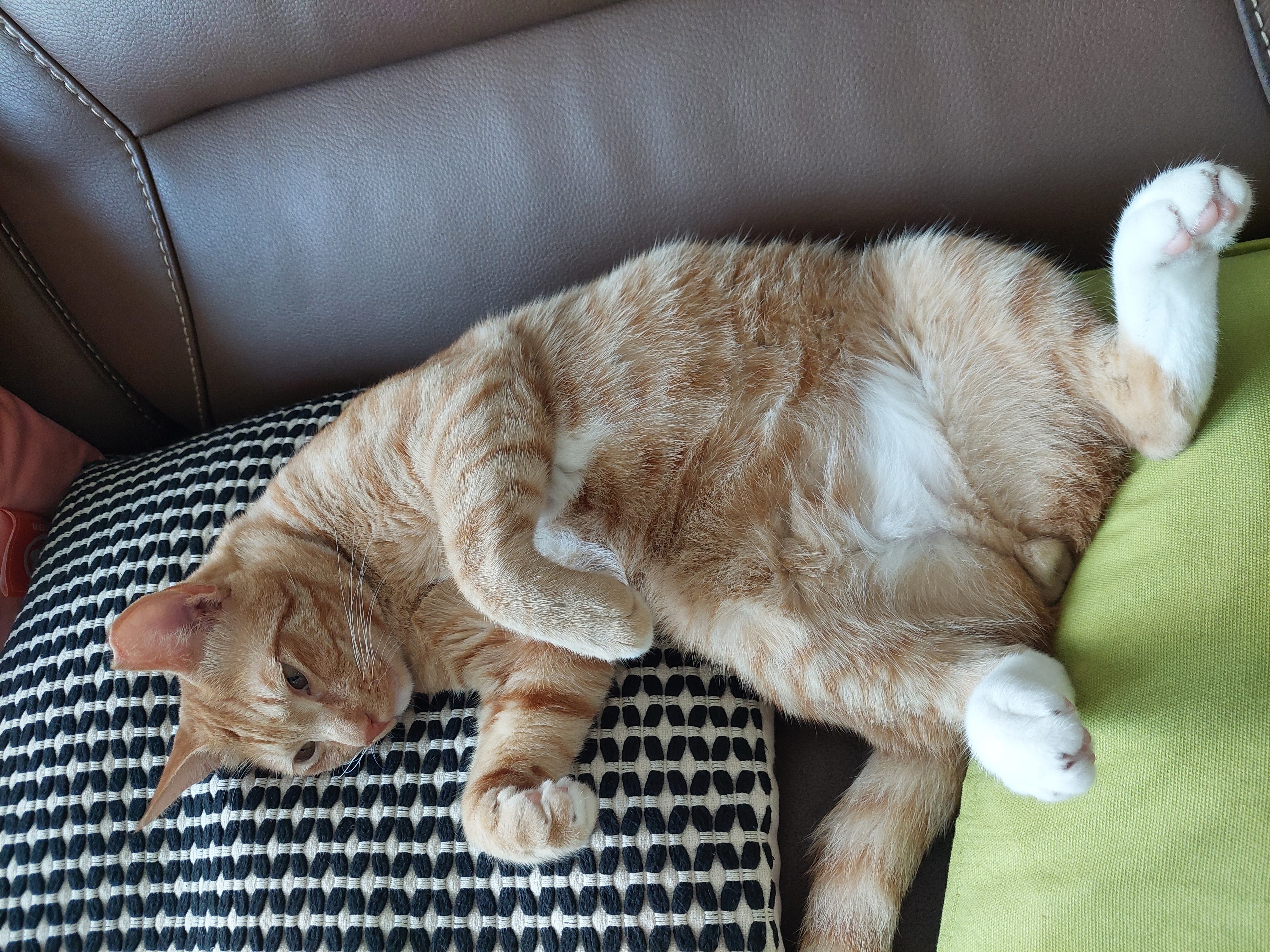 우리 가을이 입양 만 3개월