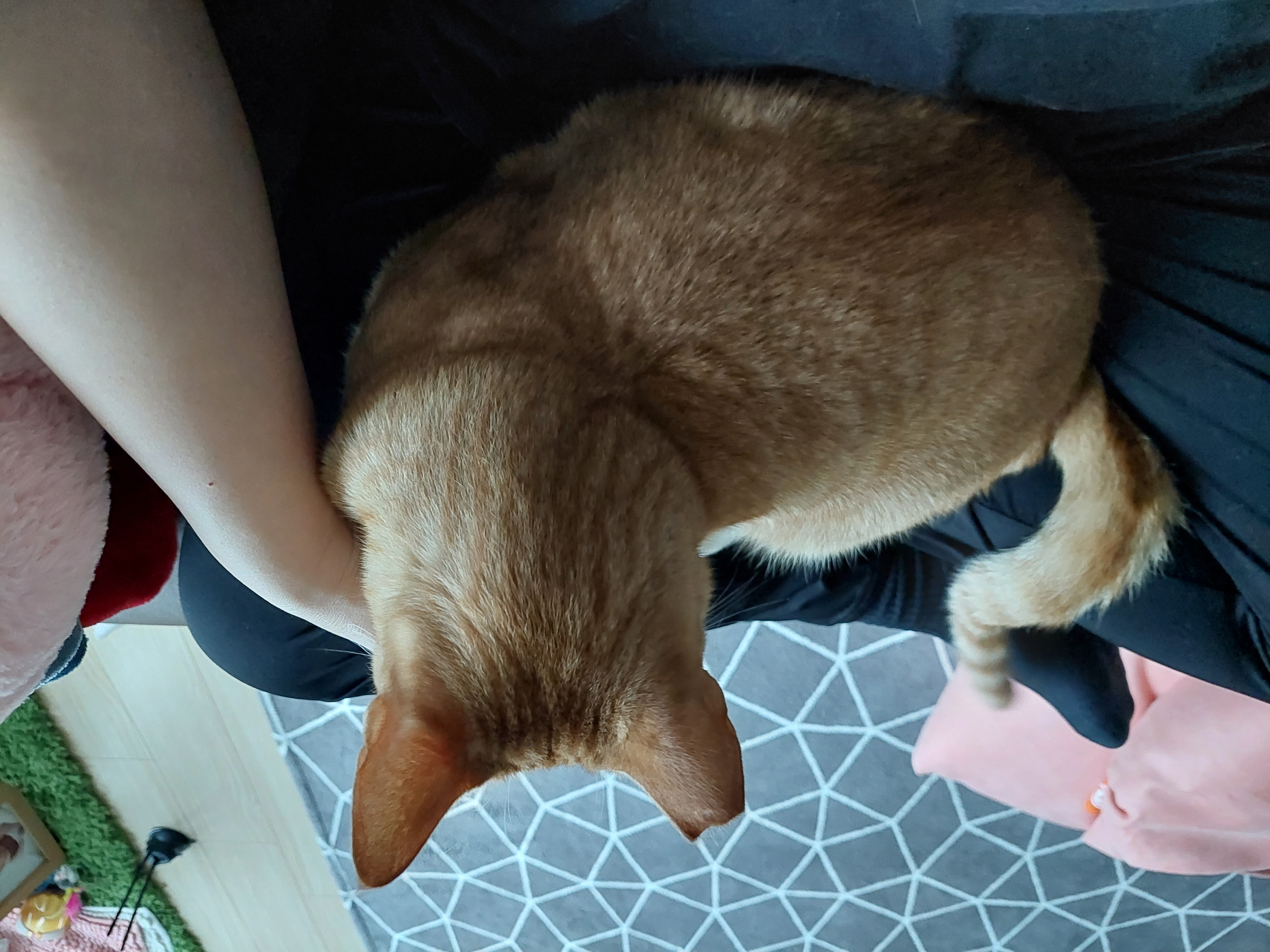 우리 가을이 입양 만 3개월