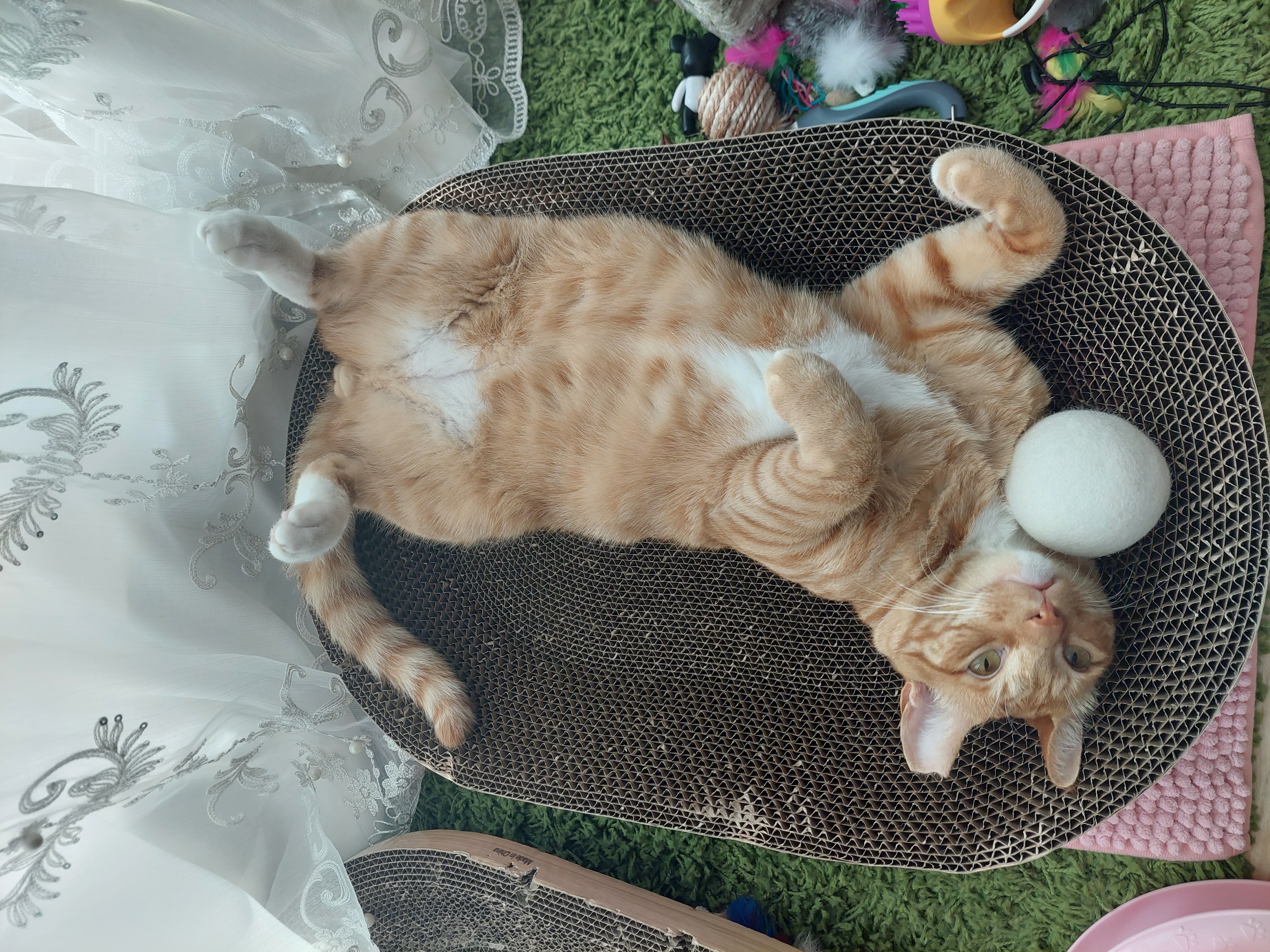 우리 가을이 입양 만 3개월