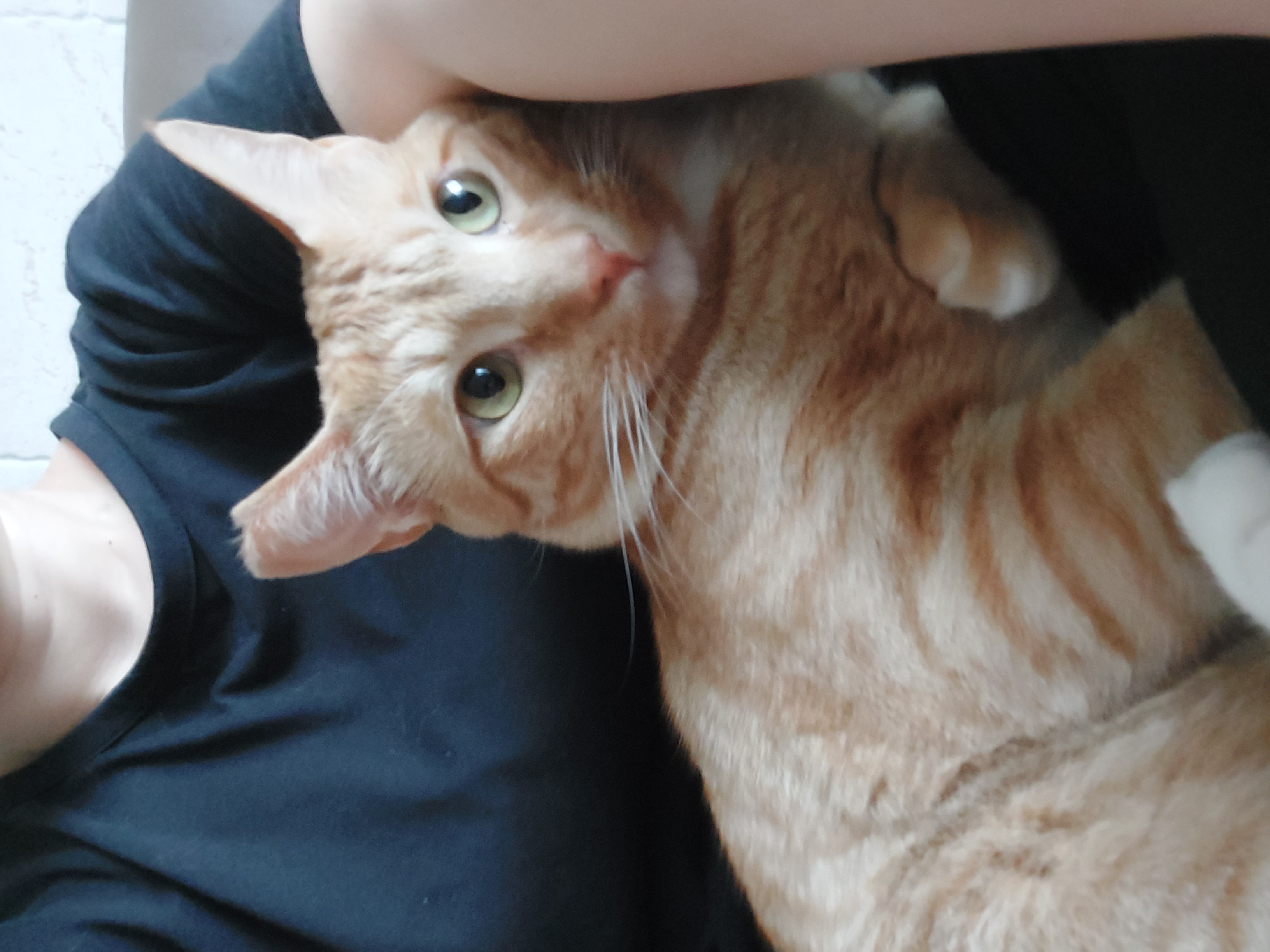 우리 가을이 입양 만 3개월