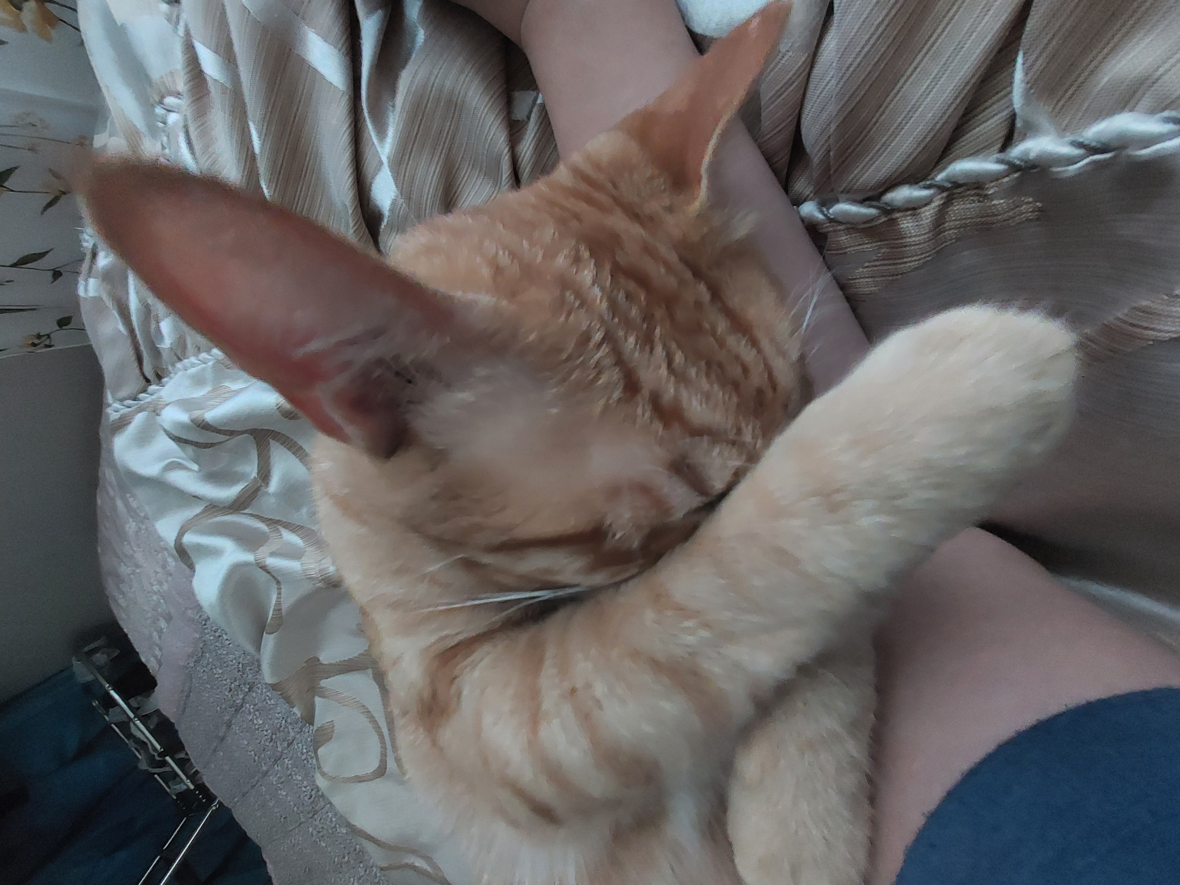 우리 가을이 입양 만 3개월