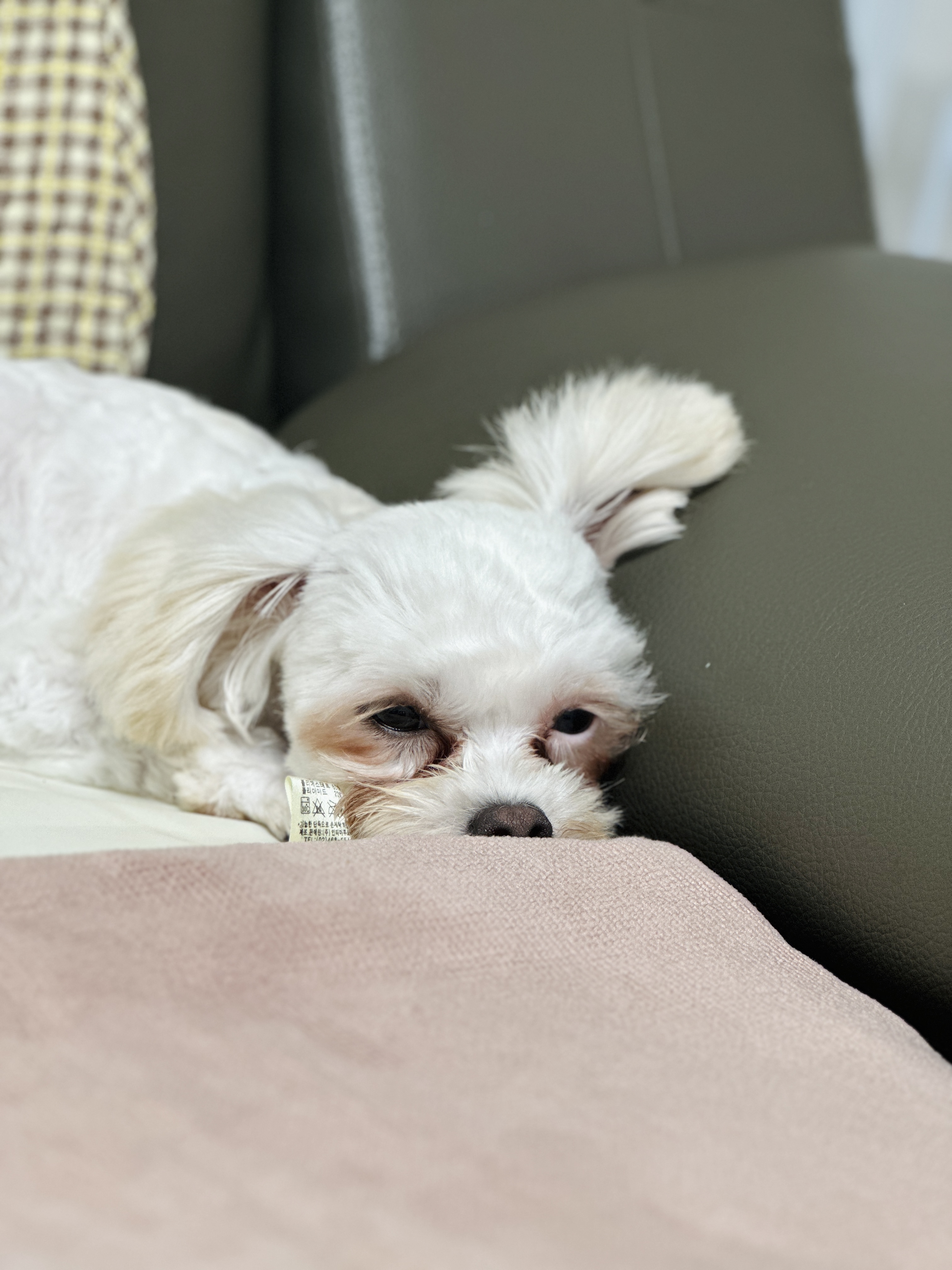 베베(말론)이야기 