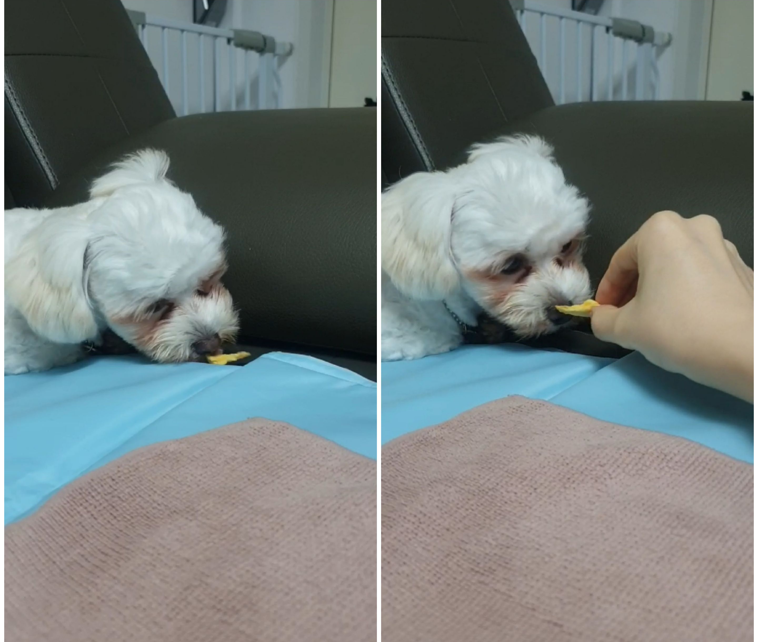 베베(말론)이야기 