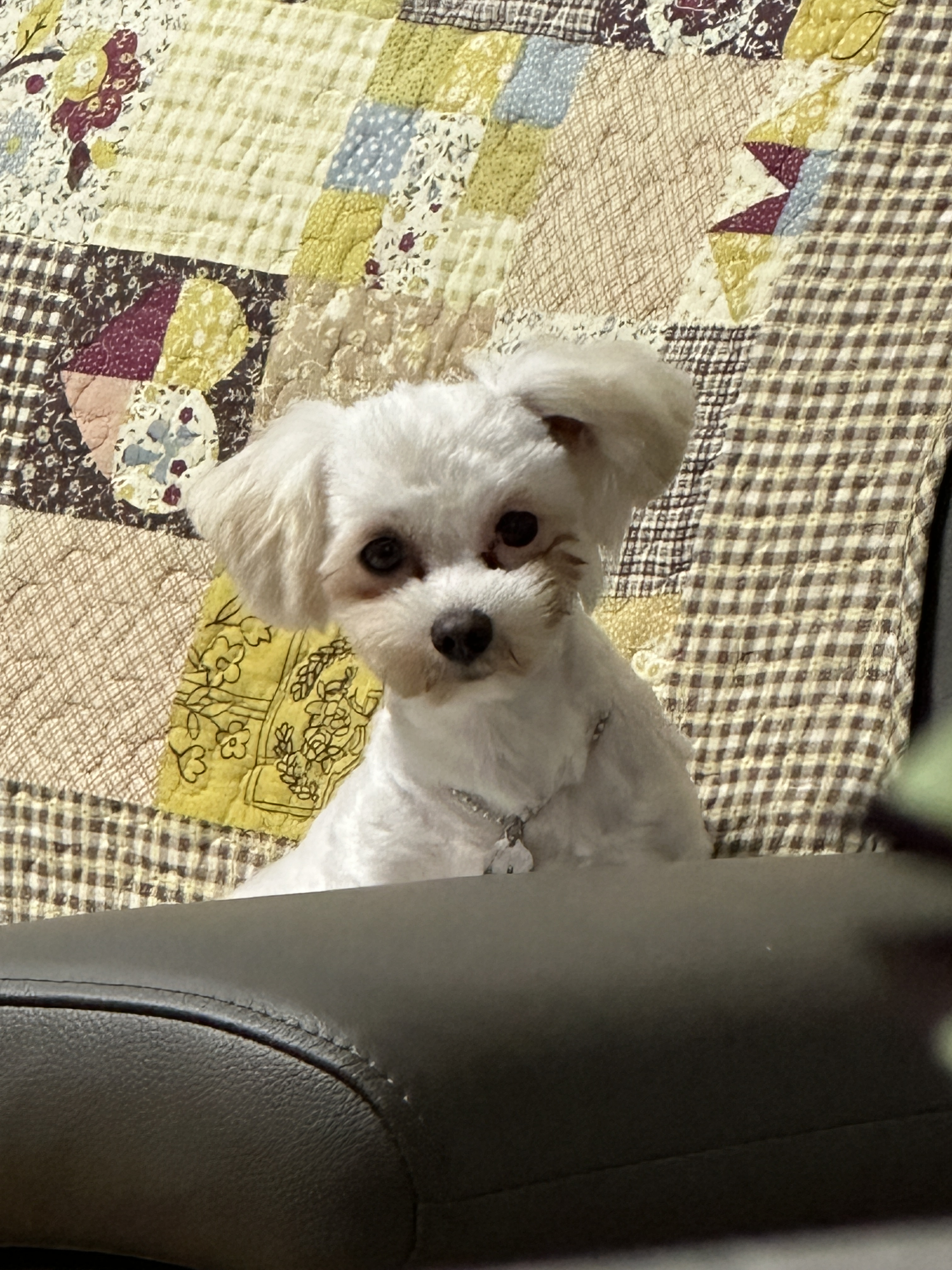 베베(말론)이야기 