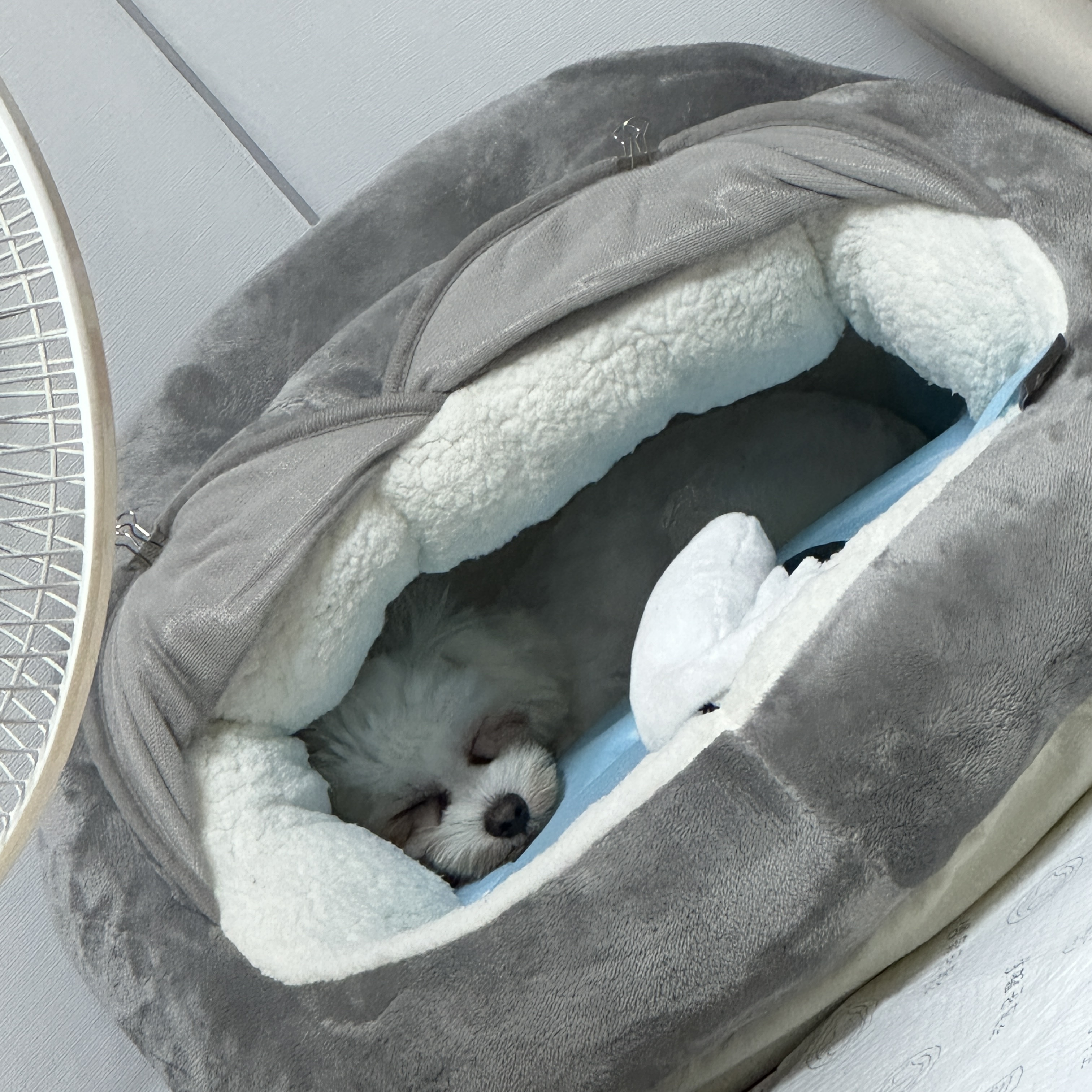 베베(말론)이야기 