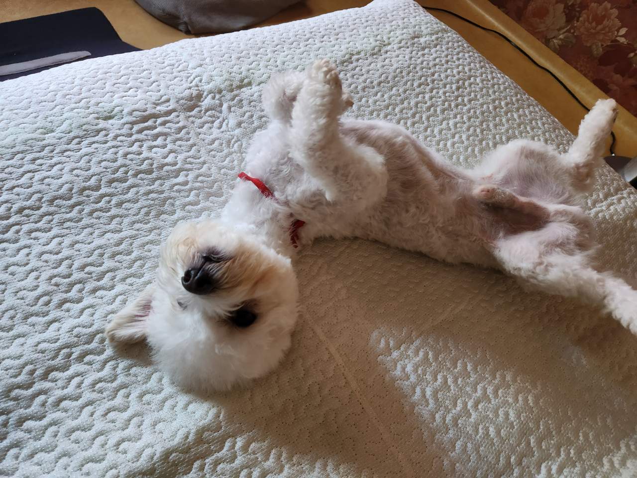 도담이(말랭) 일주일 소식 올려요~