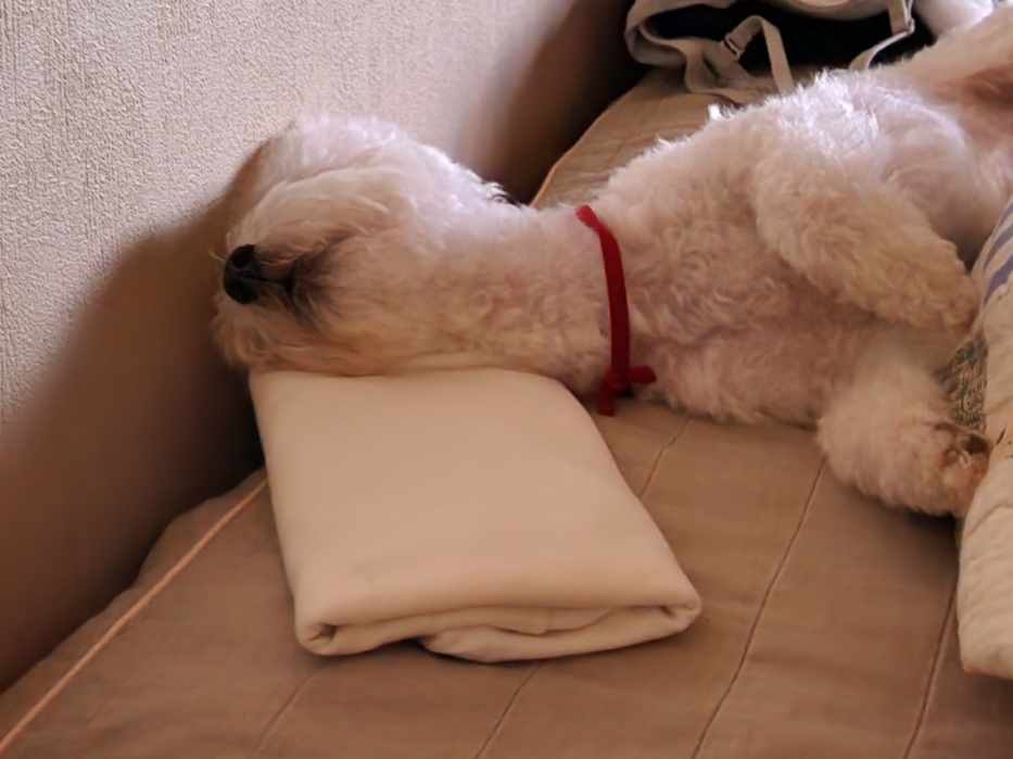 도담이(말랭) 일주일 소식 올려요~