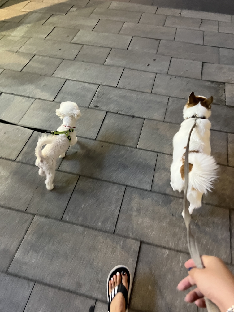 도담이(말랭) 일주일 소식 올려요~