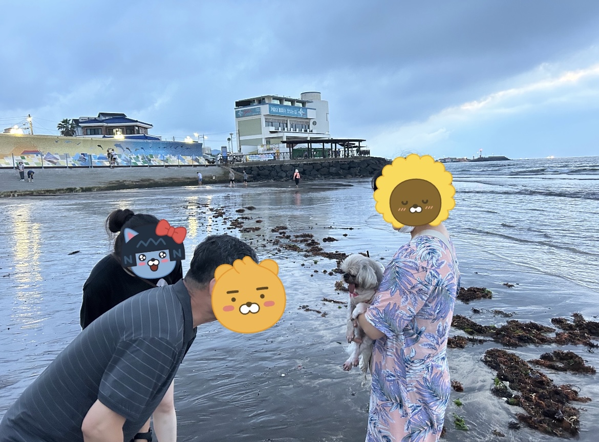 42마리 시츄 중의 하나, 사랑스런 유자의 소식을 올립니다.