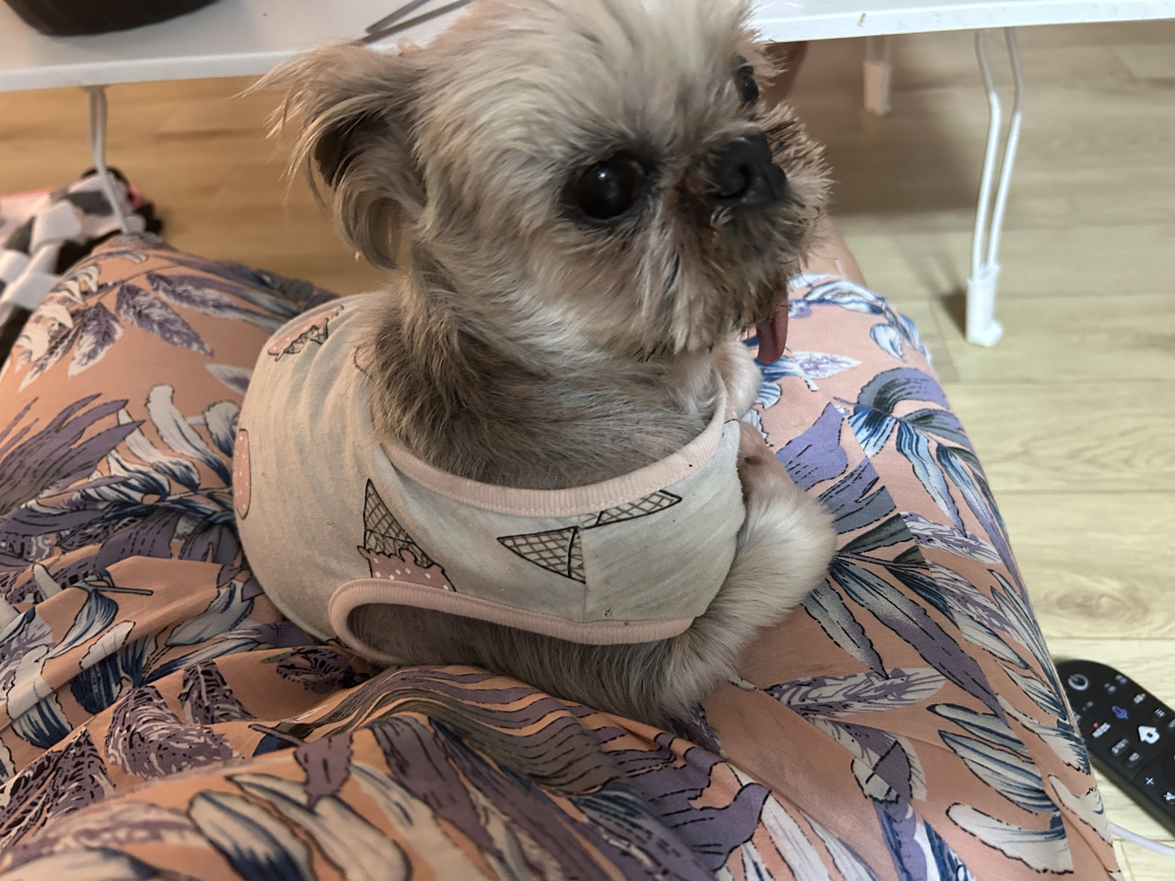 42마리 시츄 중의 하나, 사랑스런 유자의 소식을 올립니다.