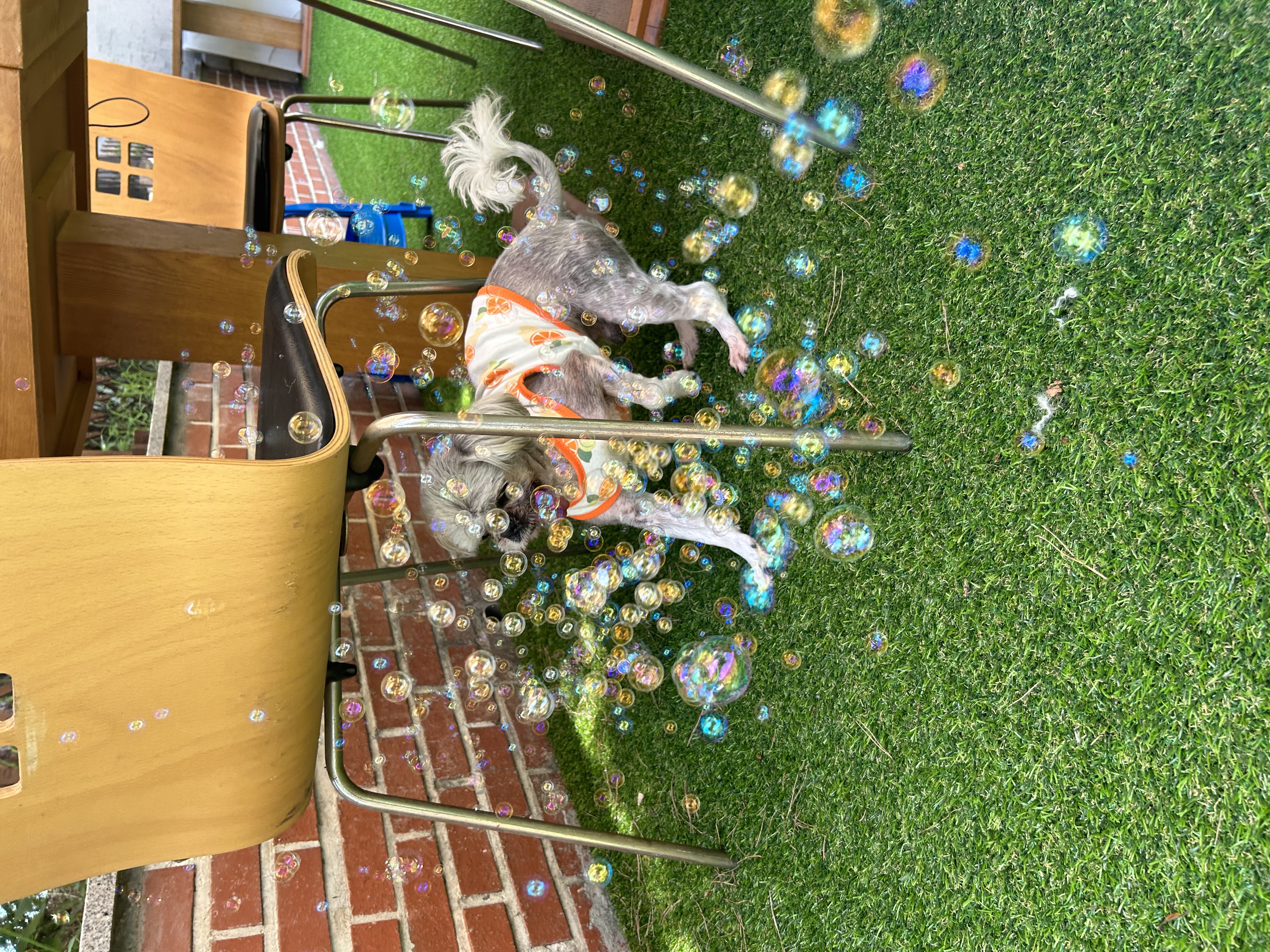 42마리 시츄 중의 하나, 사랑스런 유자의 소식을 올립니다.