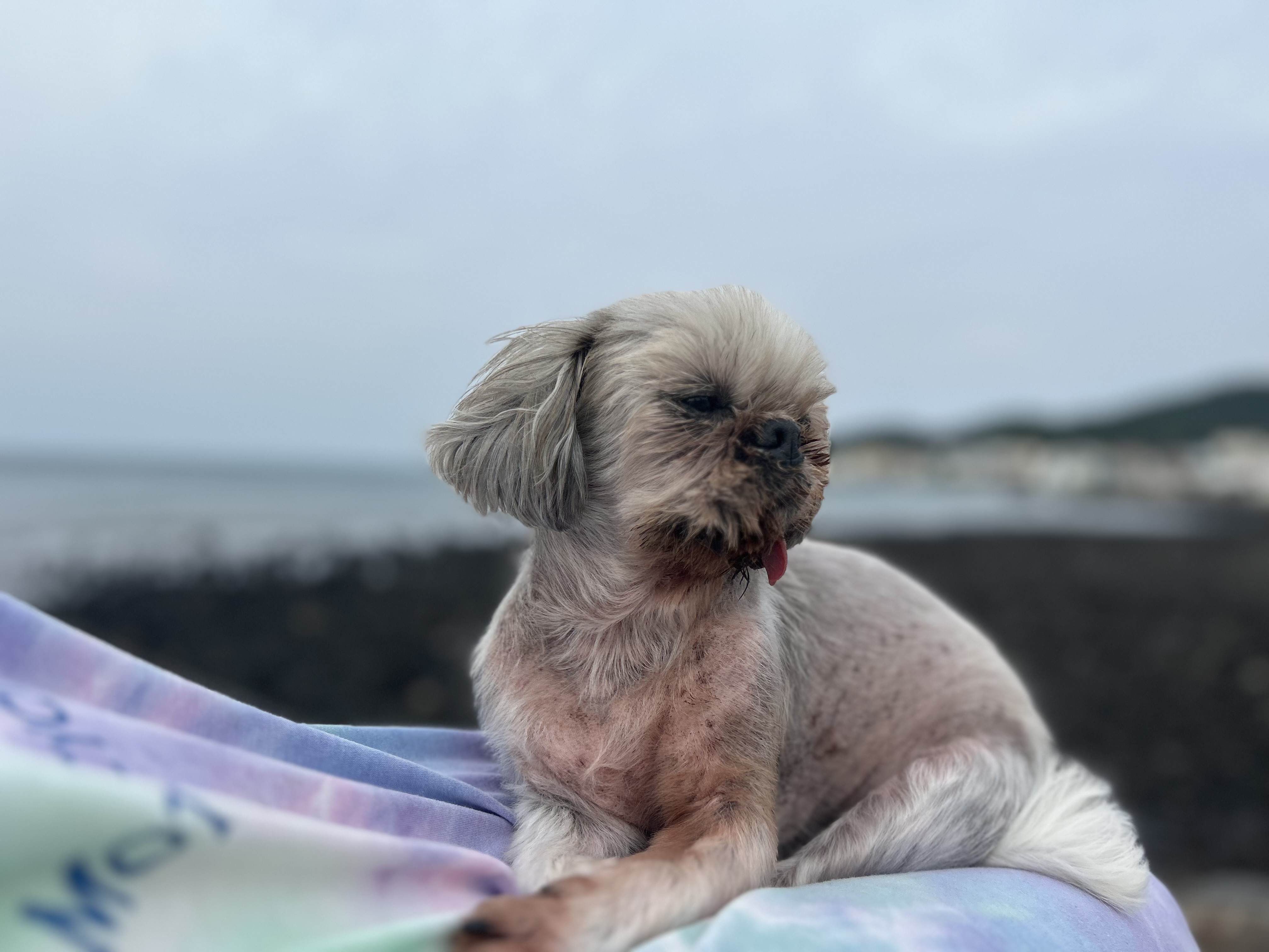 42마리 시츄 중의 하나, 사랑스런 유자의 소식을 올립니다.