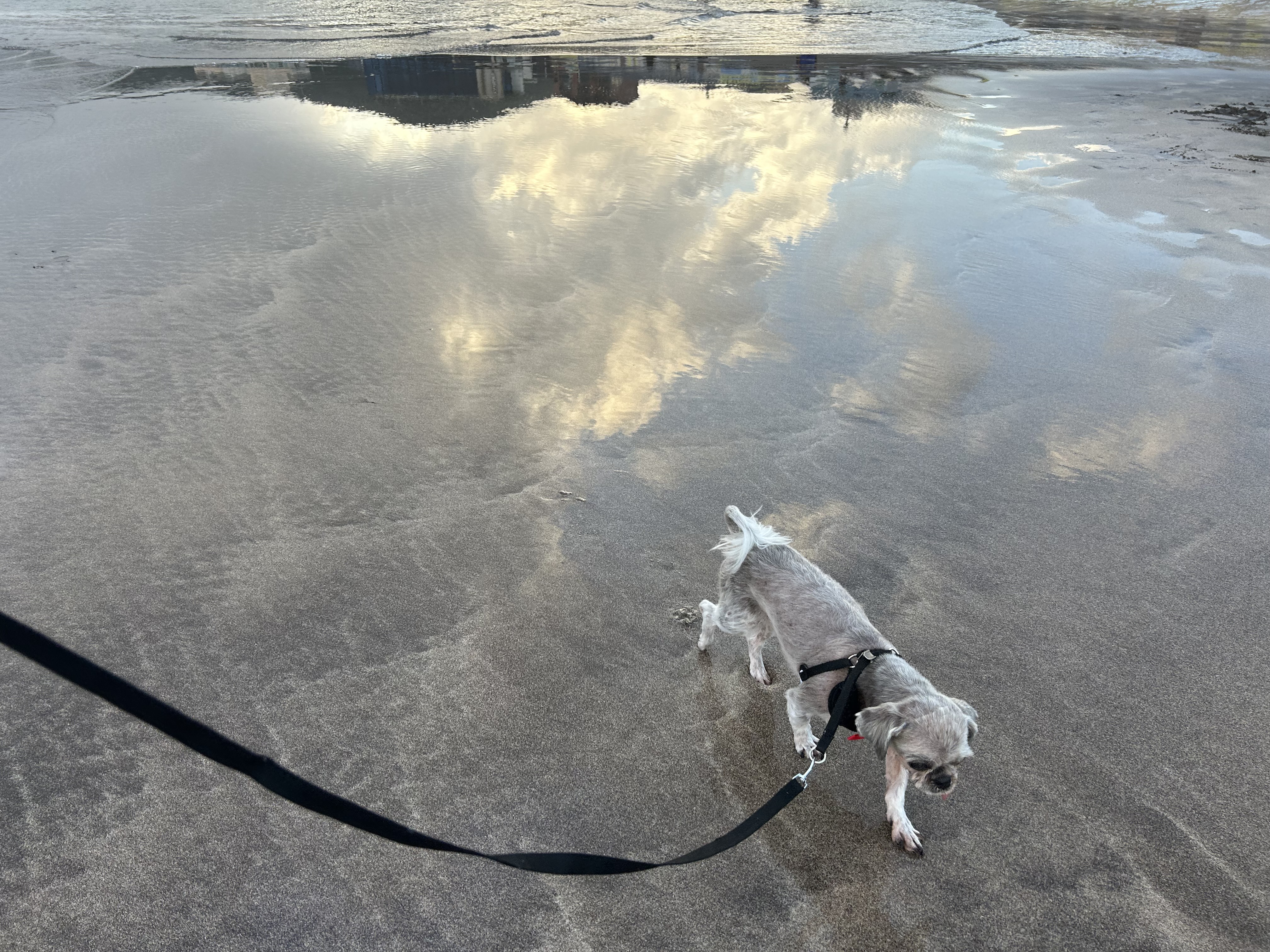 42마리 시츄 중의 하나, 사랑스런 유자의 소식을 올립니다.