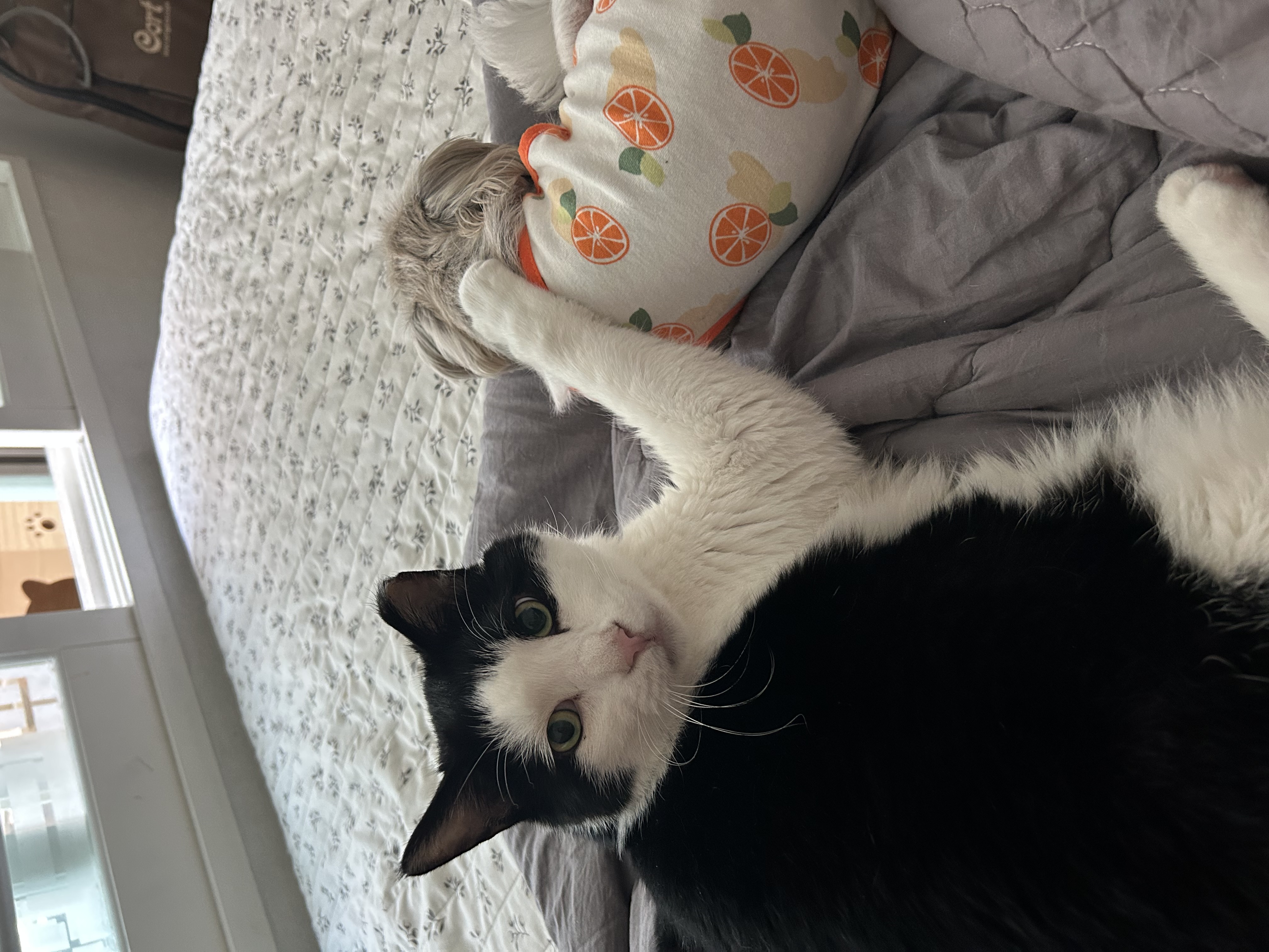 42마리 시츄 중의 하나, 사랑스런 유자의 소식을 올립니다.