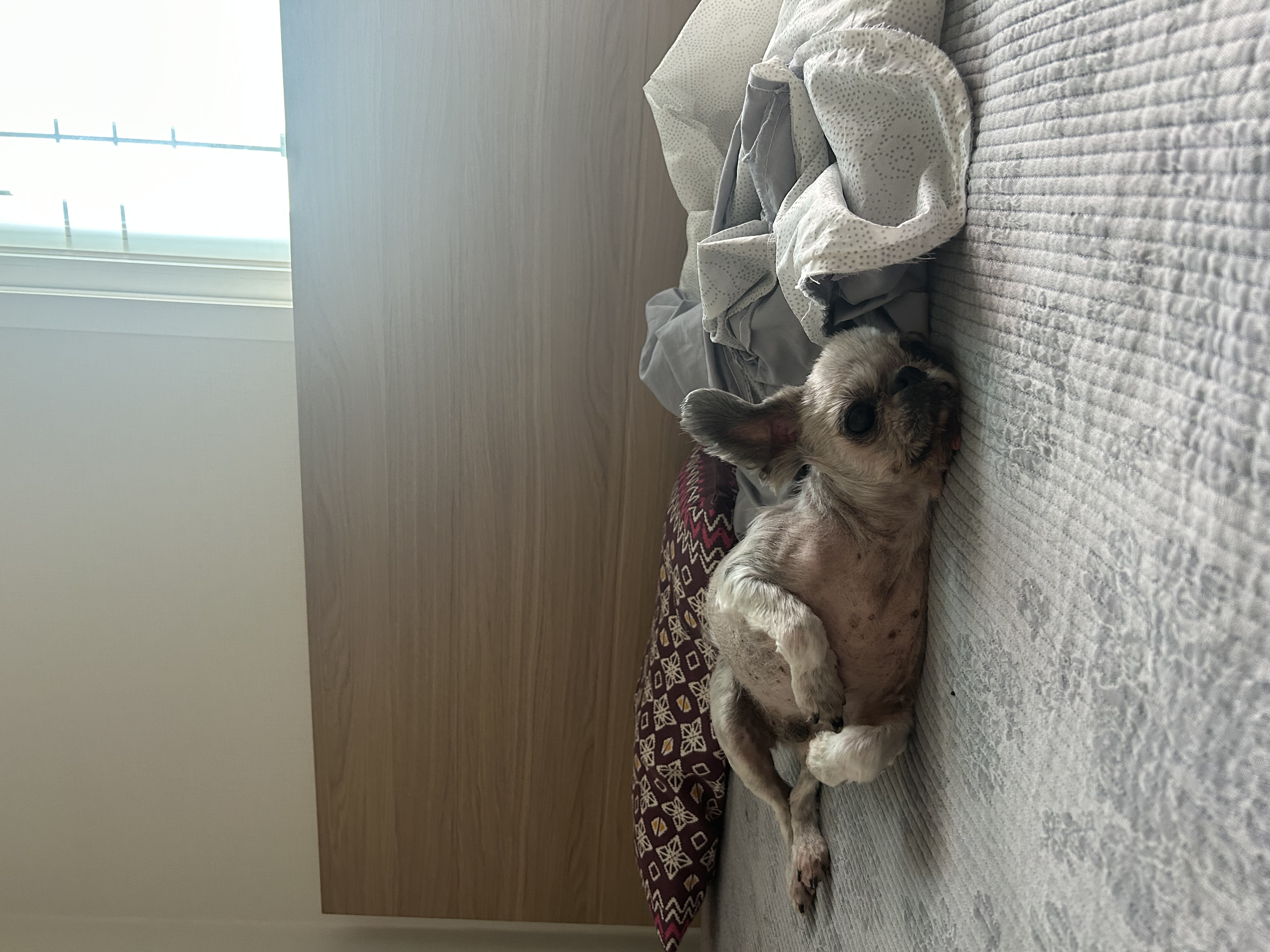 42마리 시츄 중의 하나, 사랑스런 유자의 소식을 올립니다.