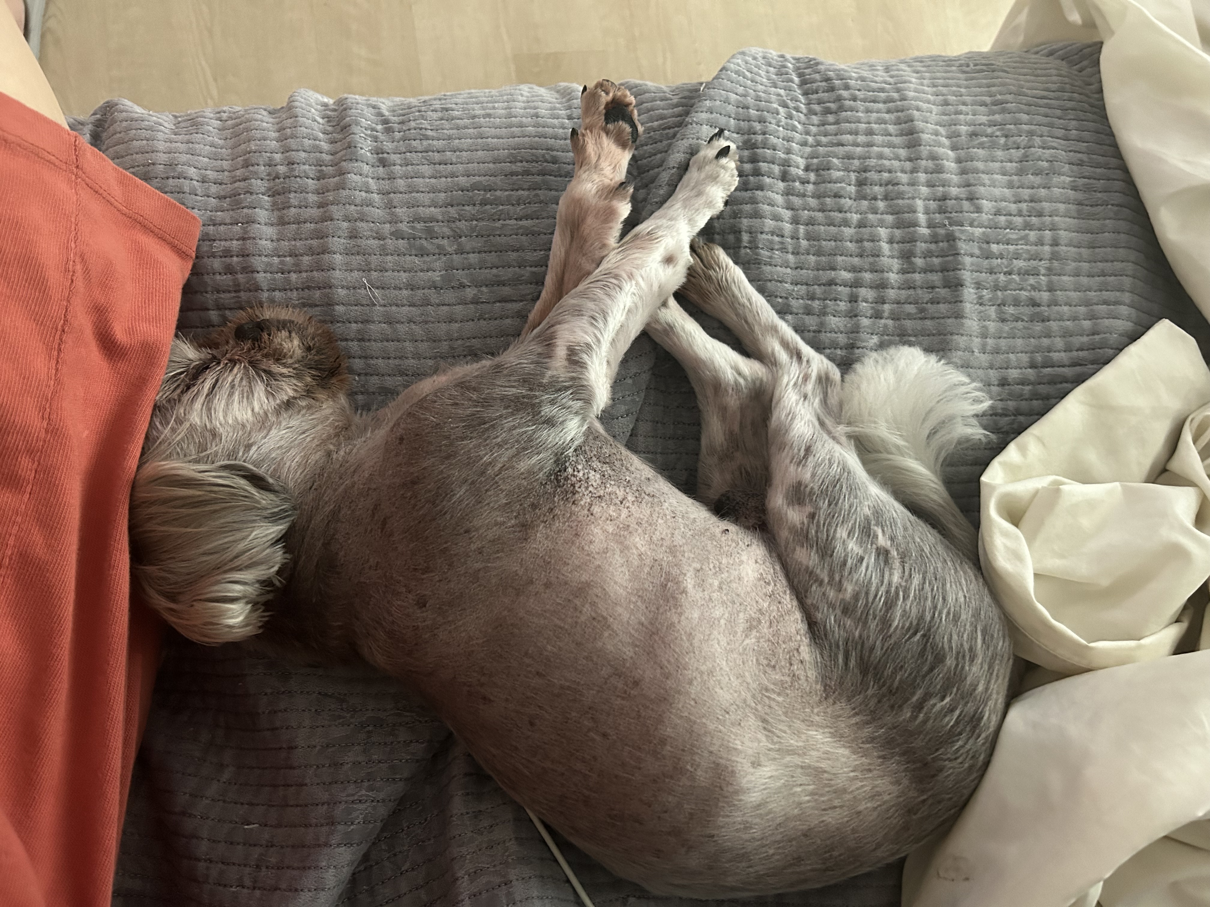 42마리 시츄 중의 하나, 사랑스런 유자의 소식을 올립니다.