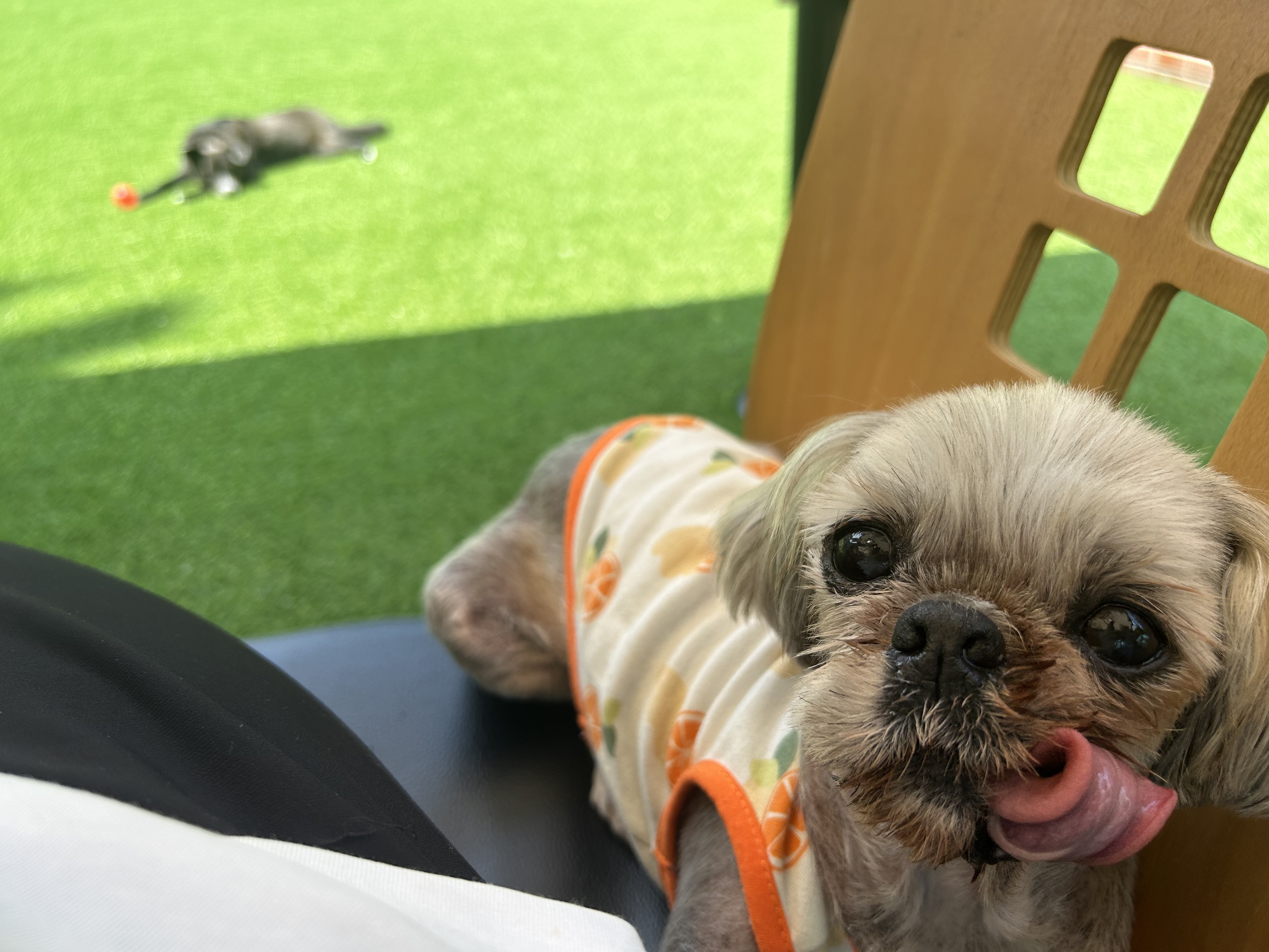 42마리 시츄 중의 하나, 사랑스런 유자의 소식을 올립니다.