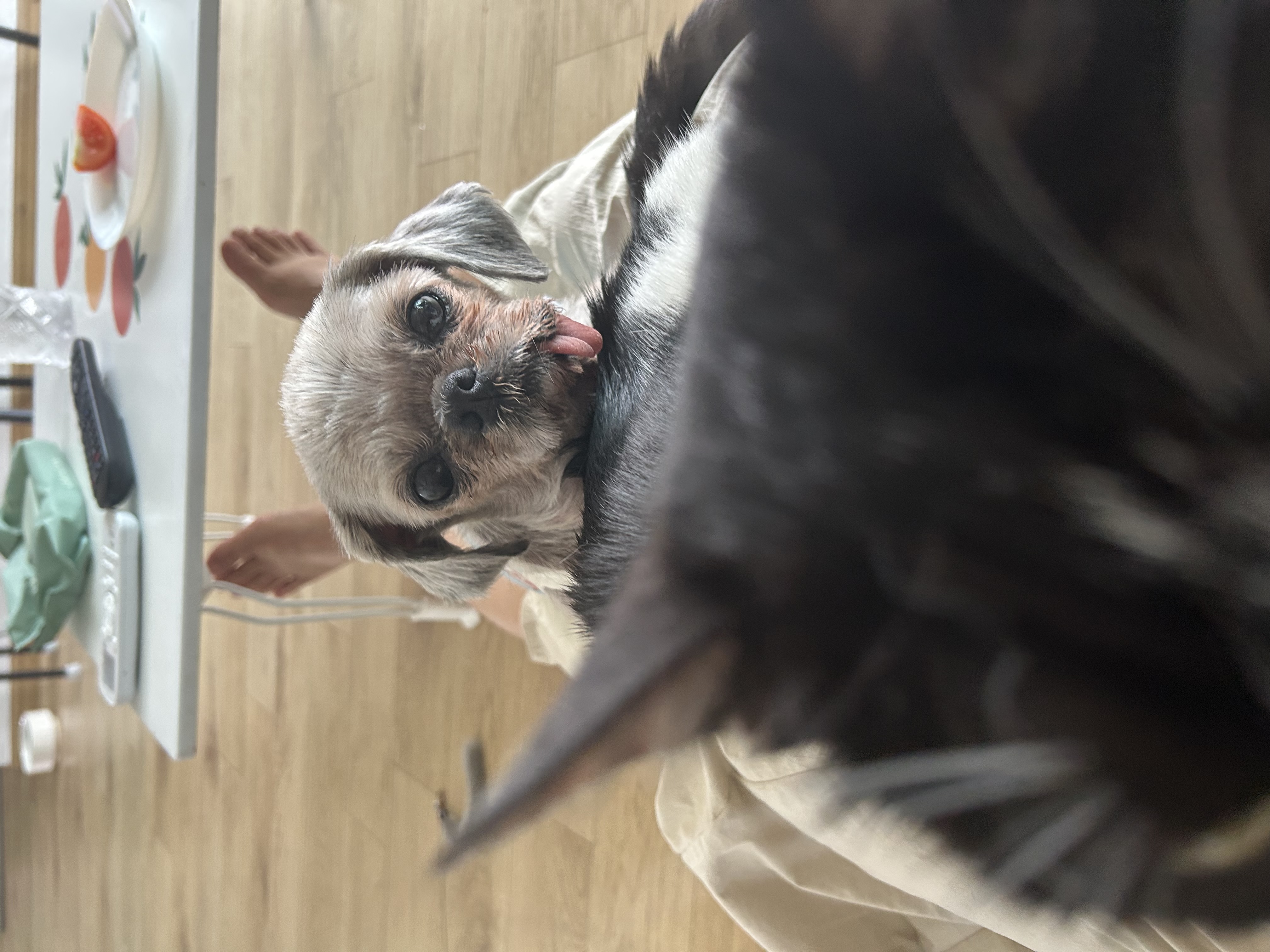 42마리 시츄 중의 하나, 사랑스런 유자의 소식을 올립니다.