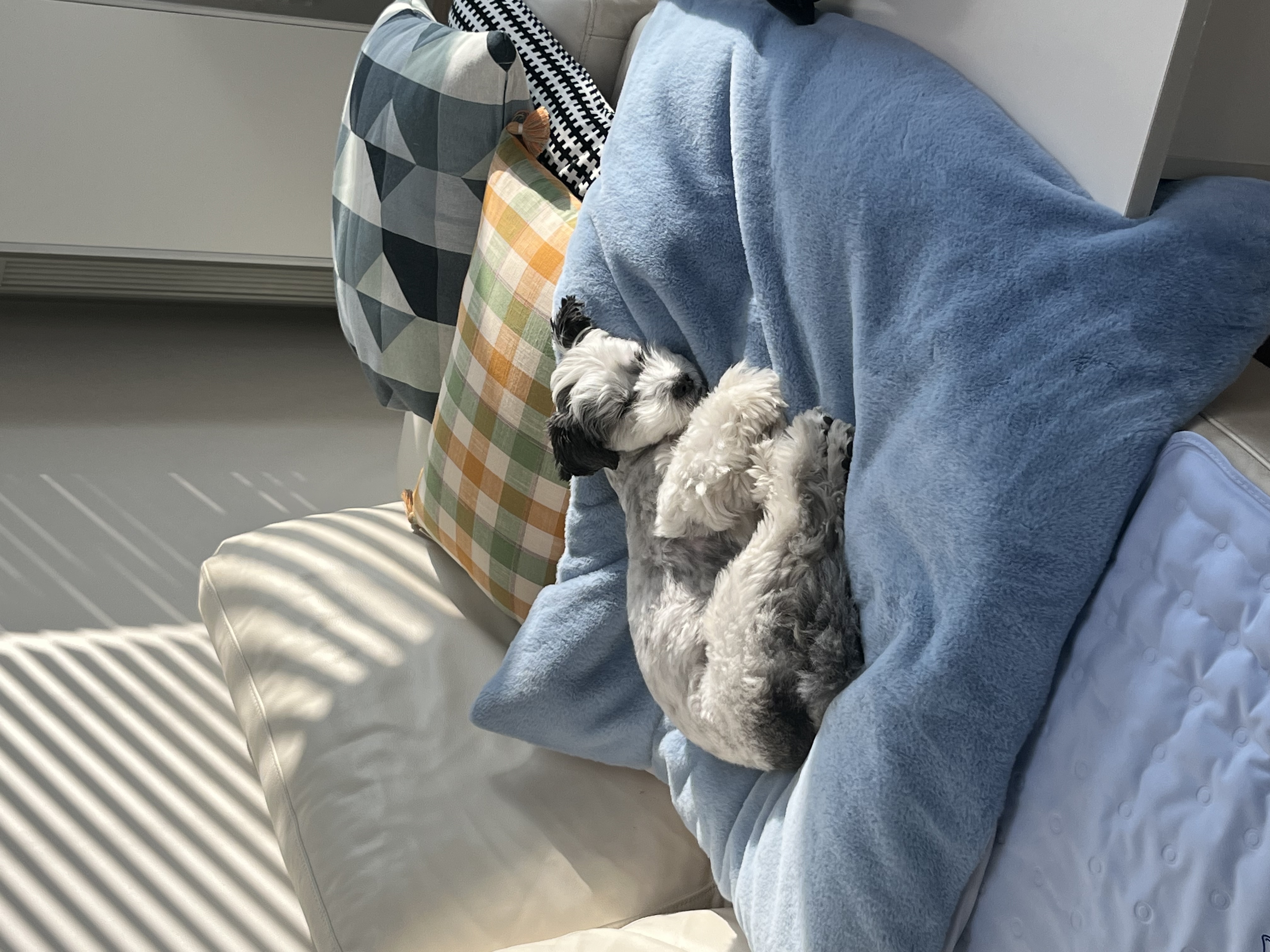 밀리(비뭉이) 입양 1년 후기