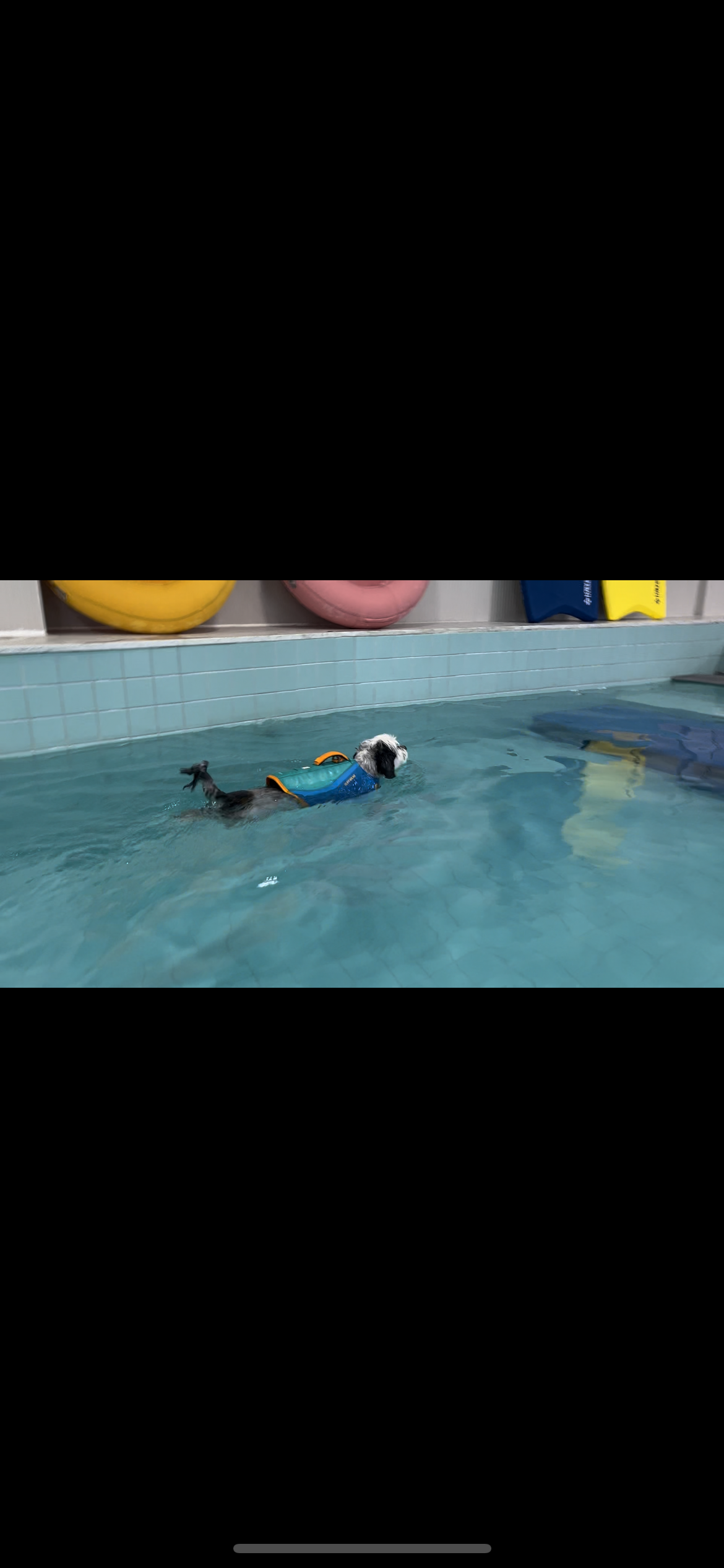 밀리(비뭉이) 입양 1년 후기