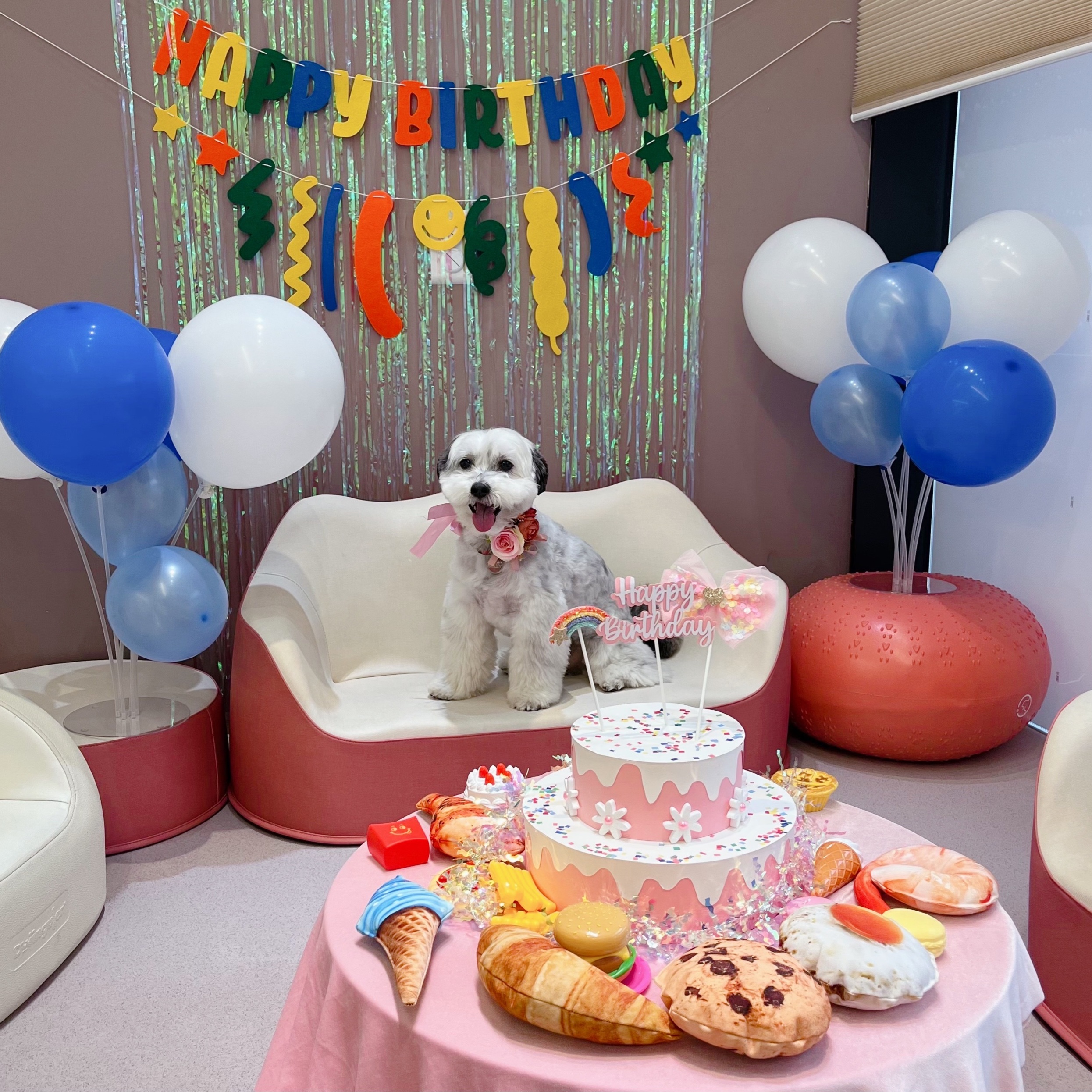 밀리(비뭉이) 입양 1년 후기