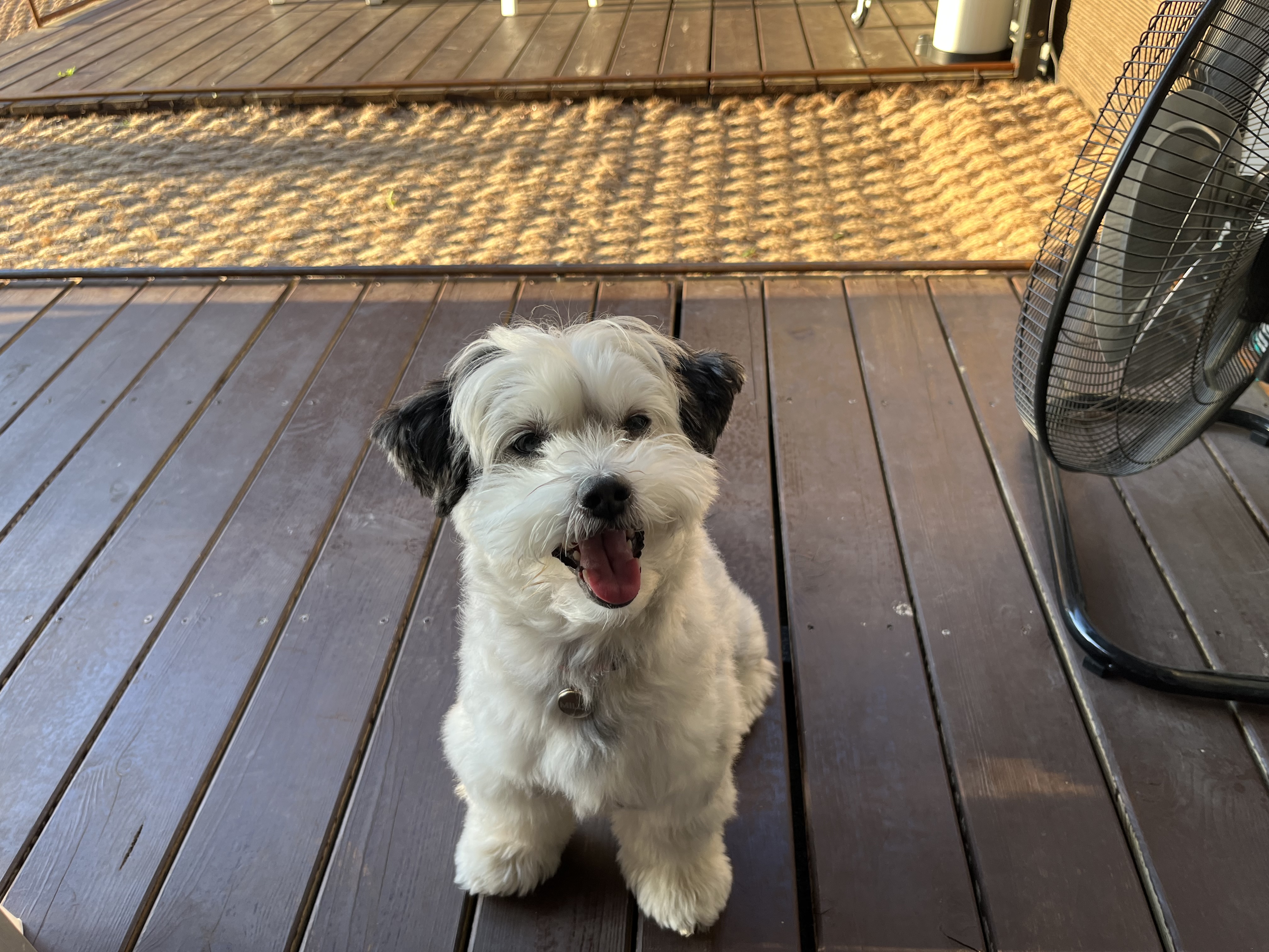 밀리(비뭉이) 입양 1년 후기