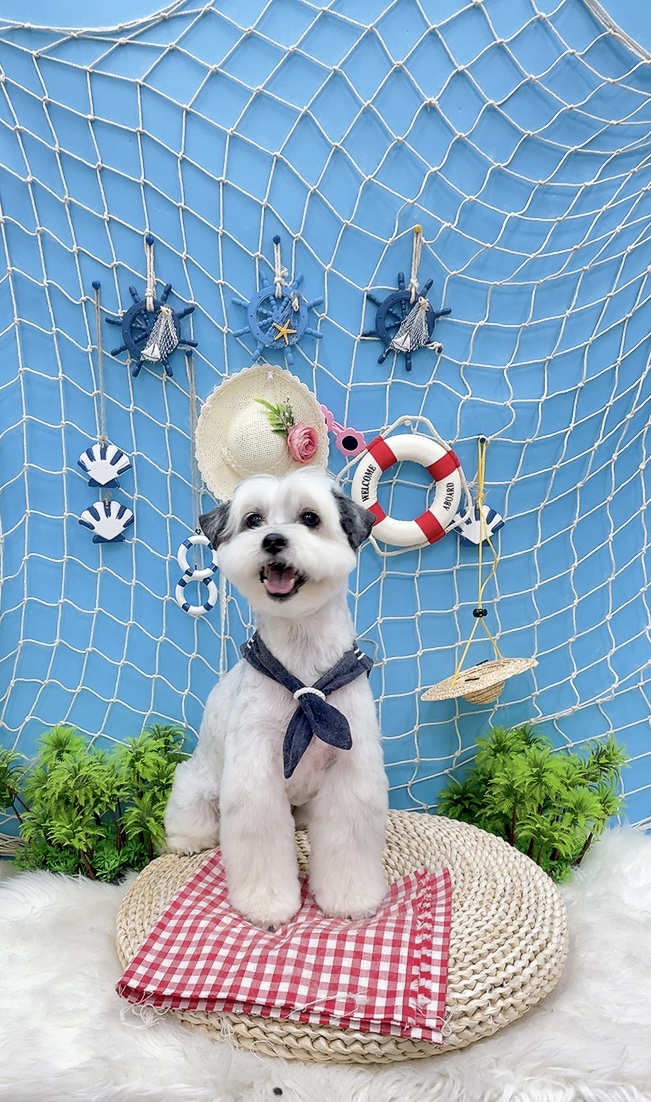 밀리(비뭉이) 입양 1년 후기