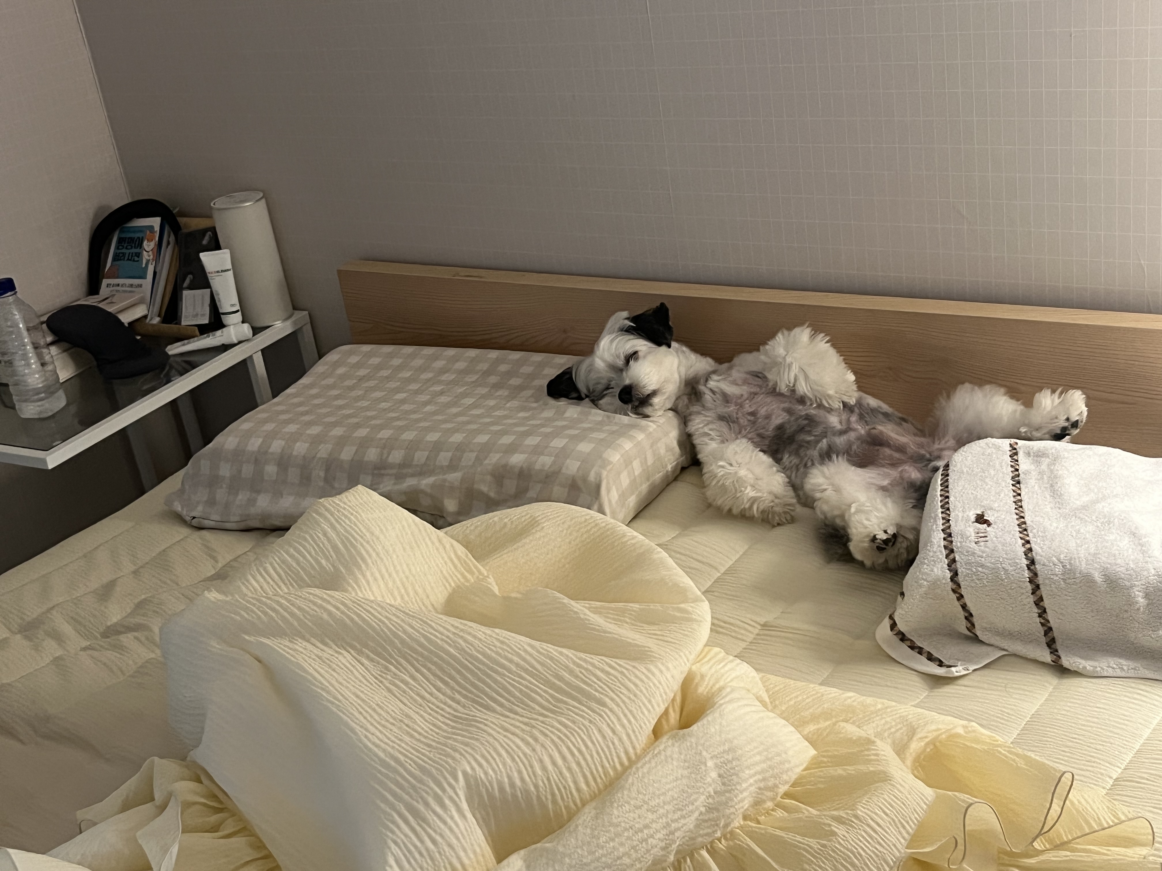 밀리(비뭉이) 입양 1년 후기