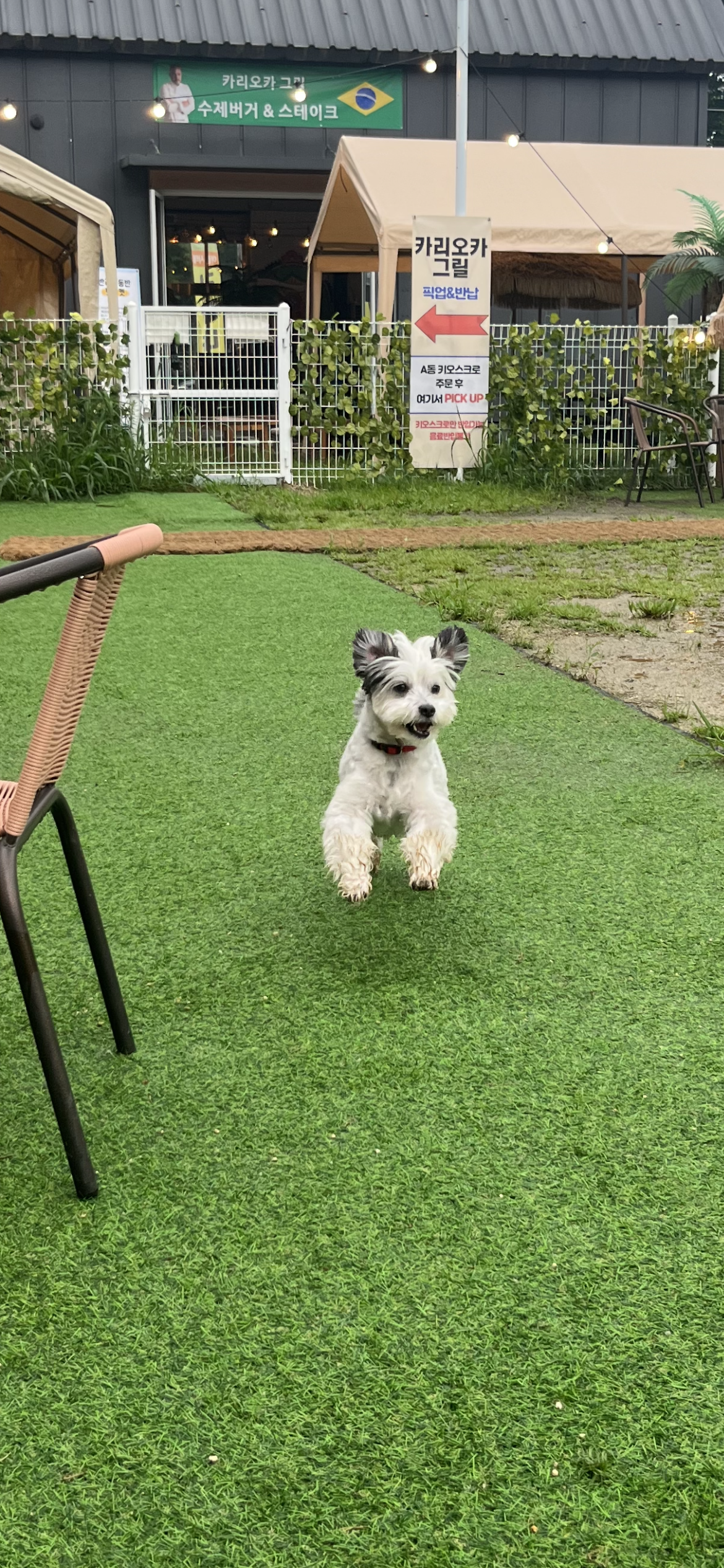 밀리(비뭉이) 입양 1년 후기