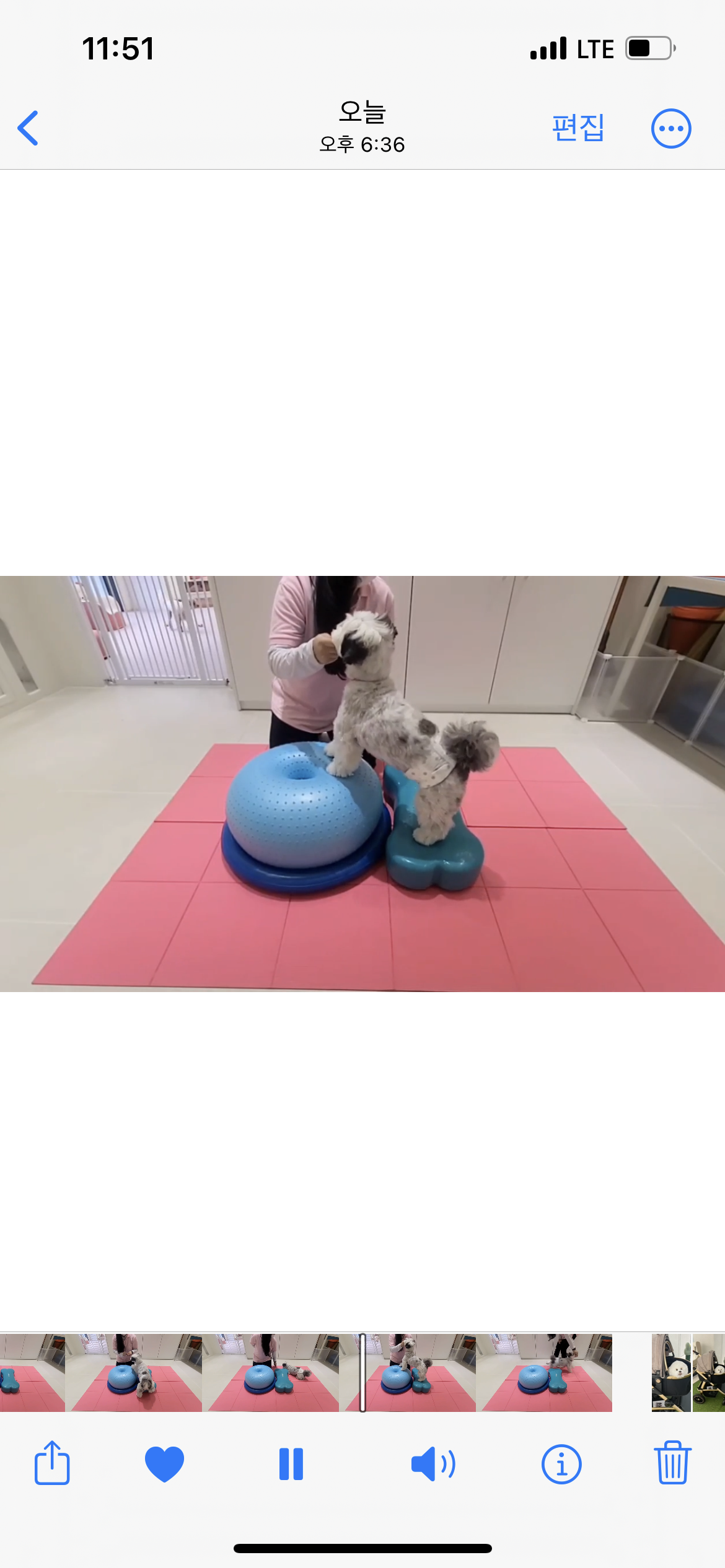 밀리(비뭉이) 입양 1년 후기