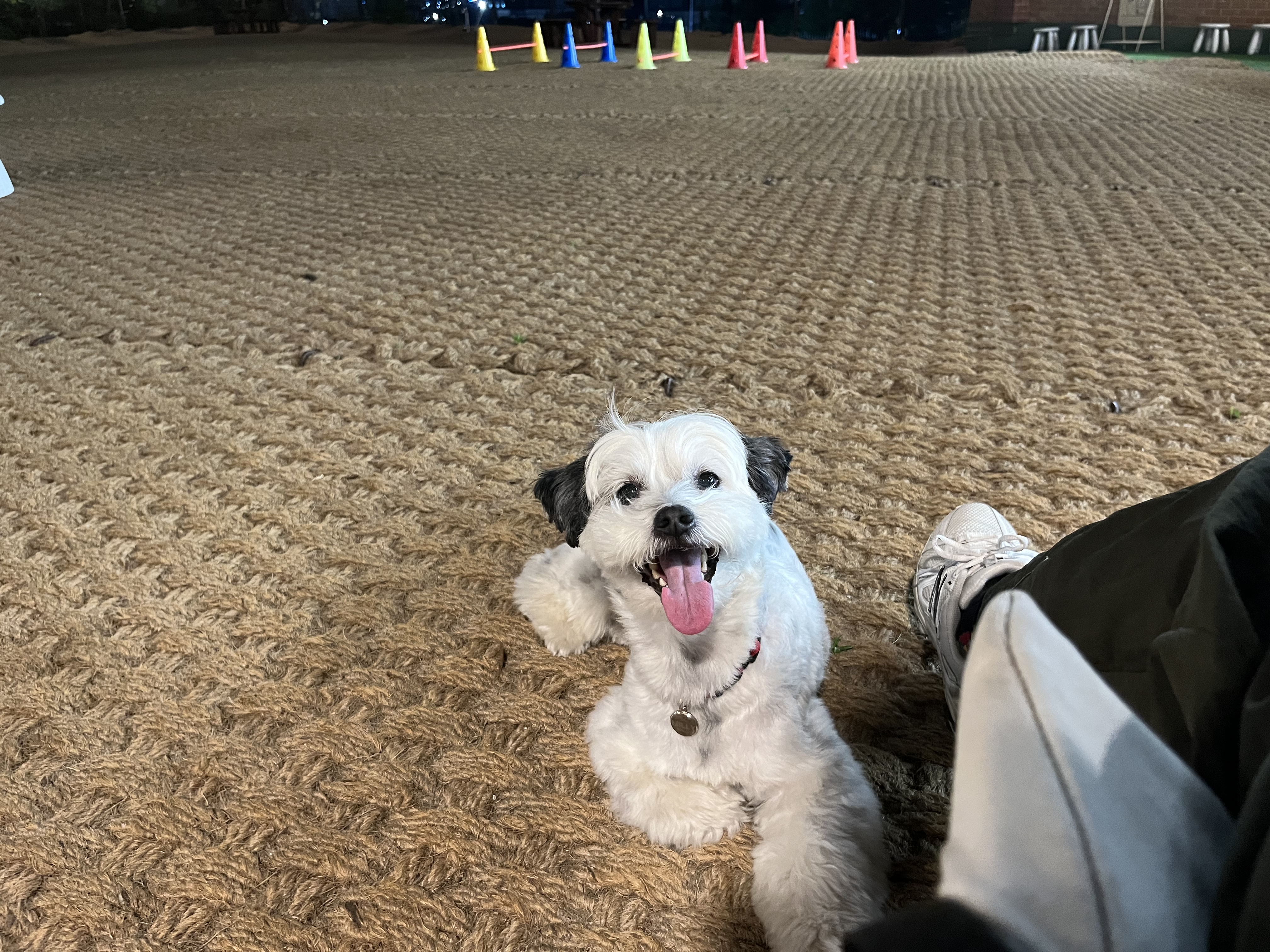 밀리(비뭉이) 입양 1년 후기