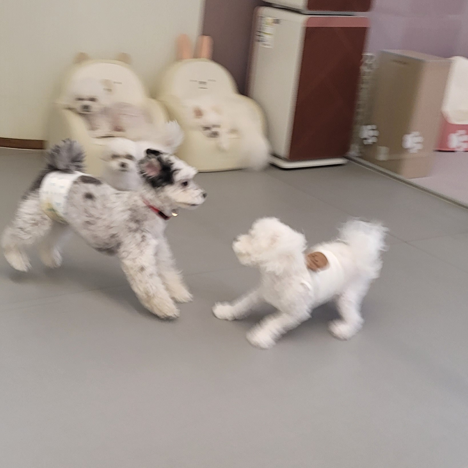 밀리(비뭉이) 입양 1년 후기