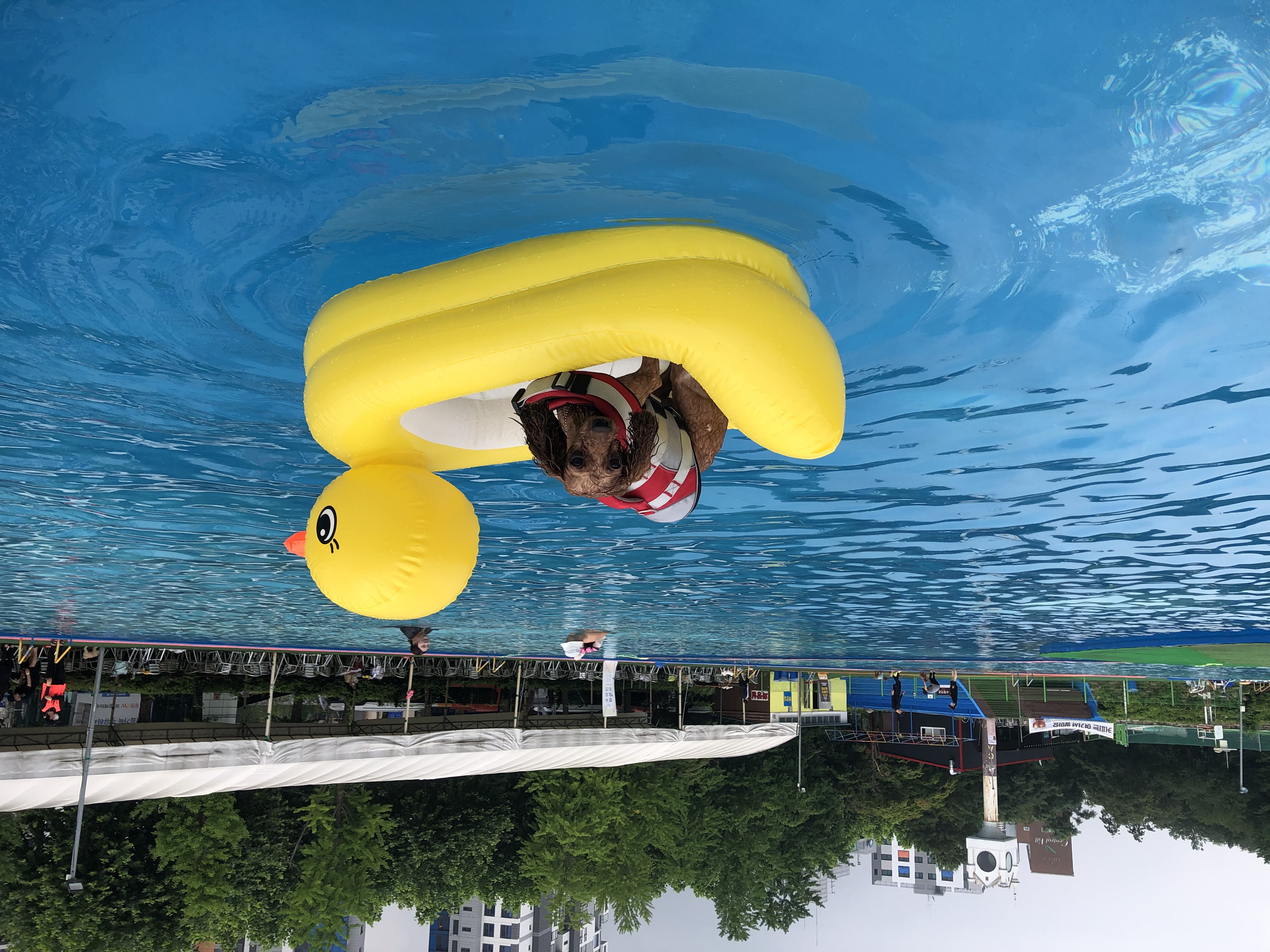 셈 입양 1년 7개월