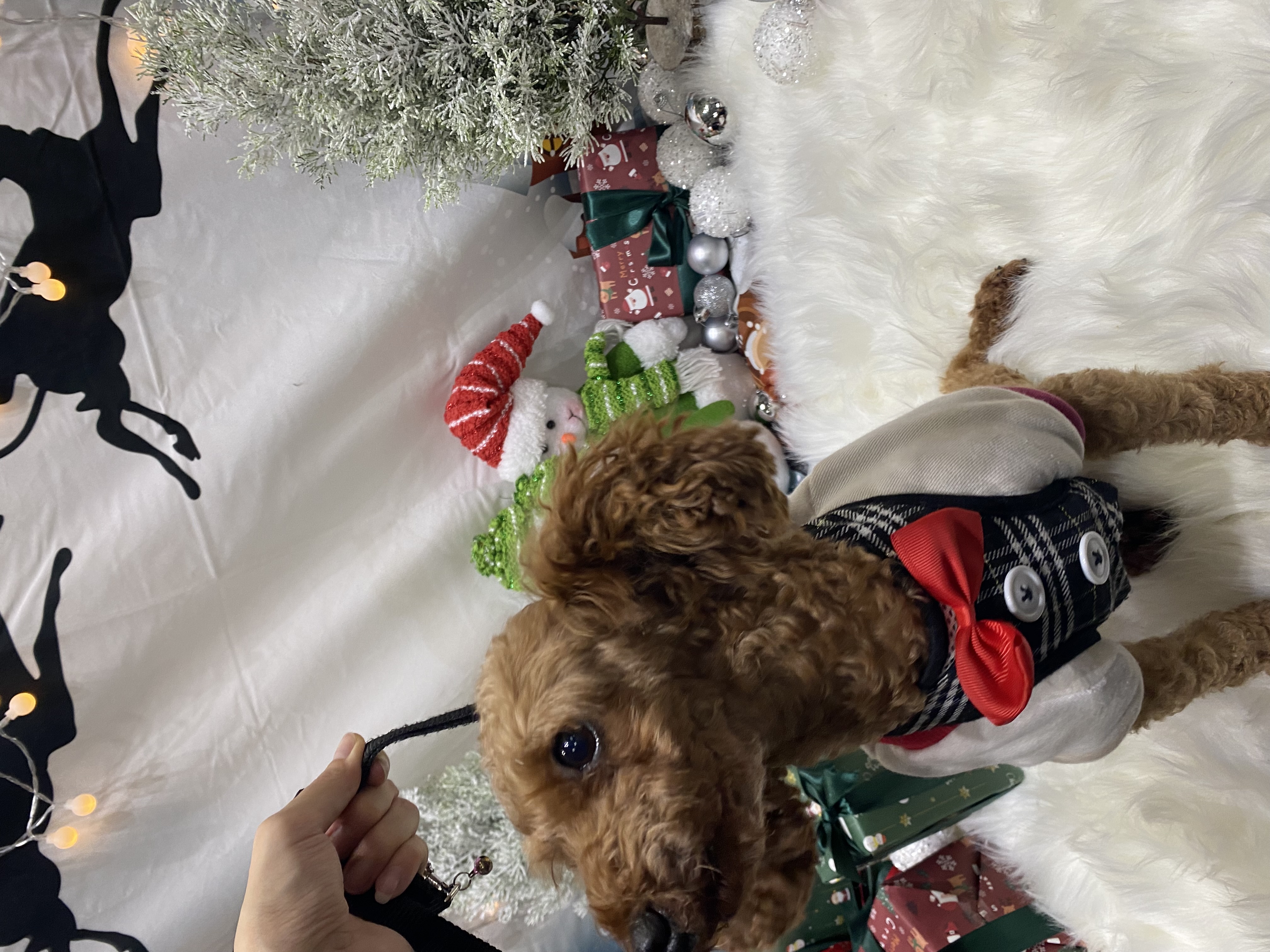 셈 입양 1년 7개월