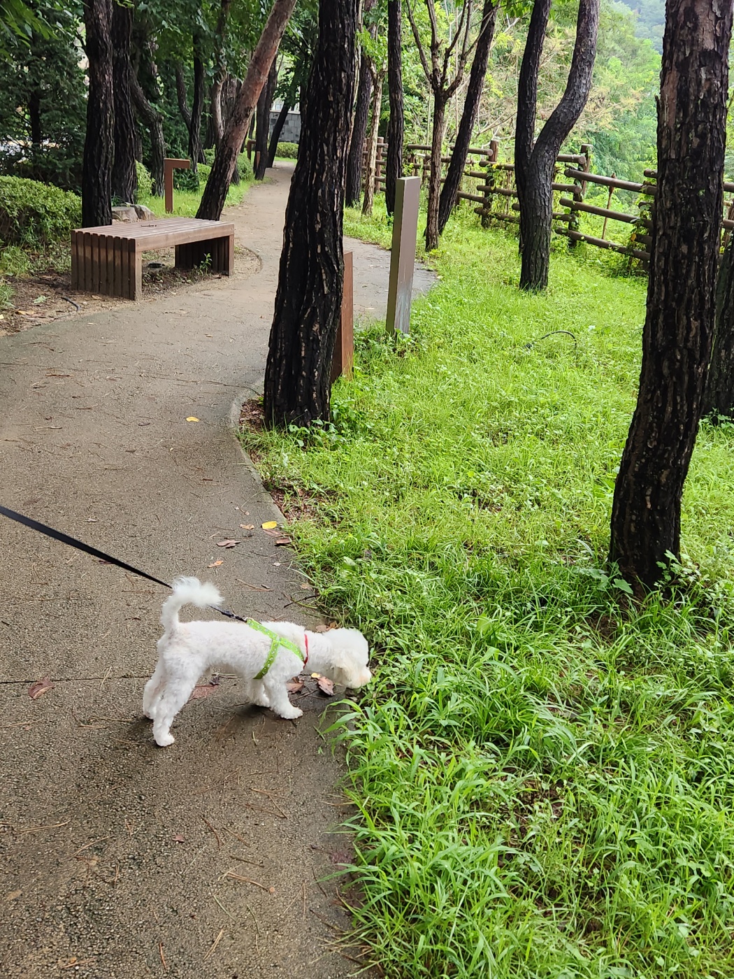 도담이(말랭이)