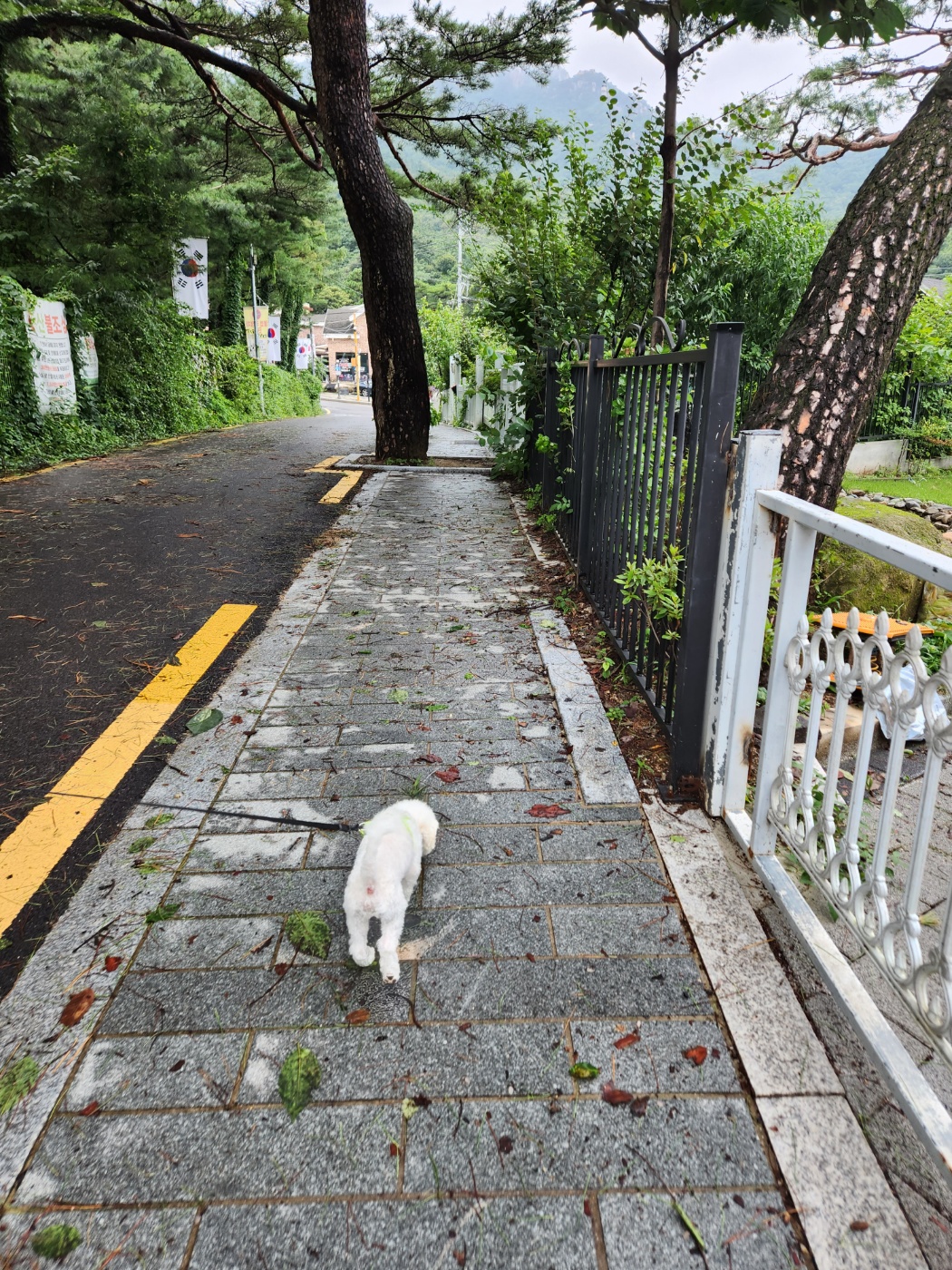 도담이(말랭이)