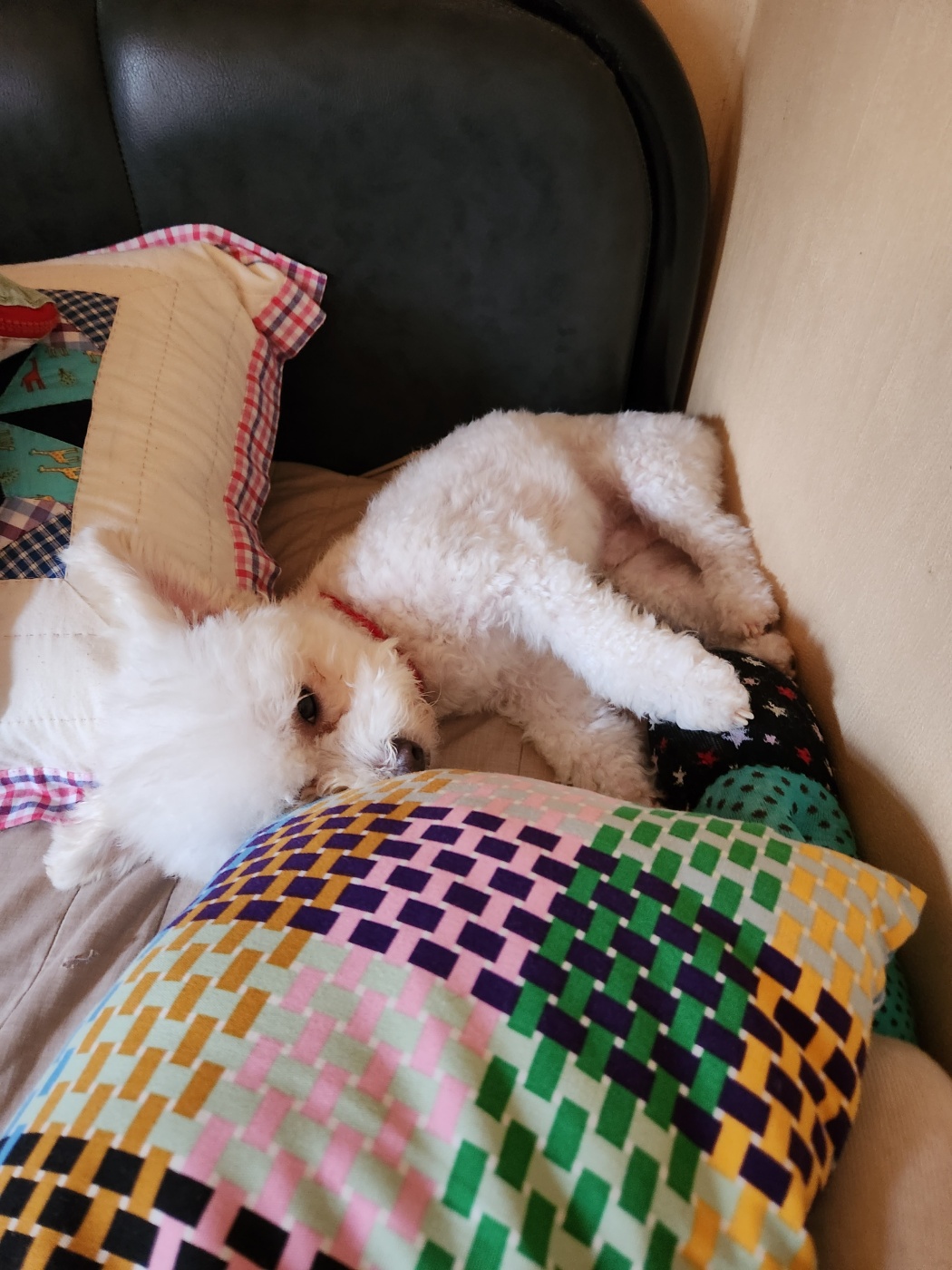 도담이(말랭이)