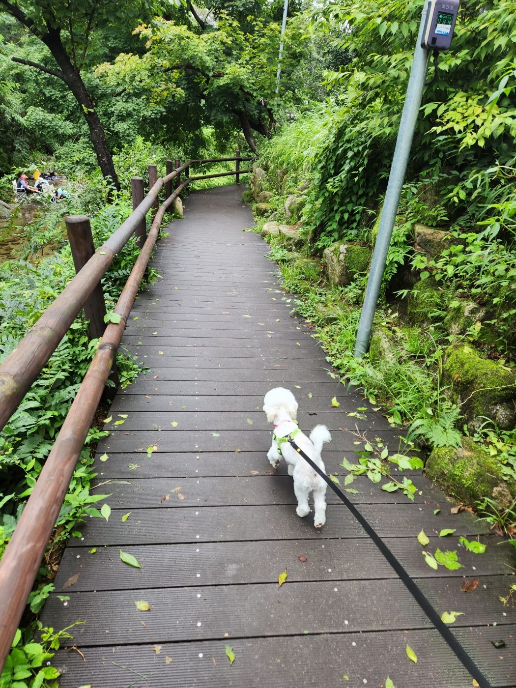 도담이(말랭이)