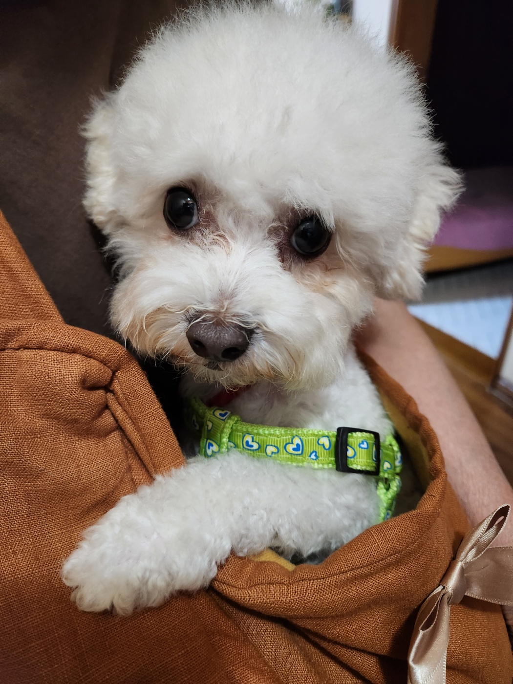 도담이(말랭이)