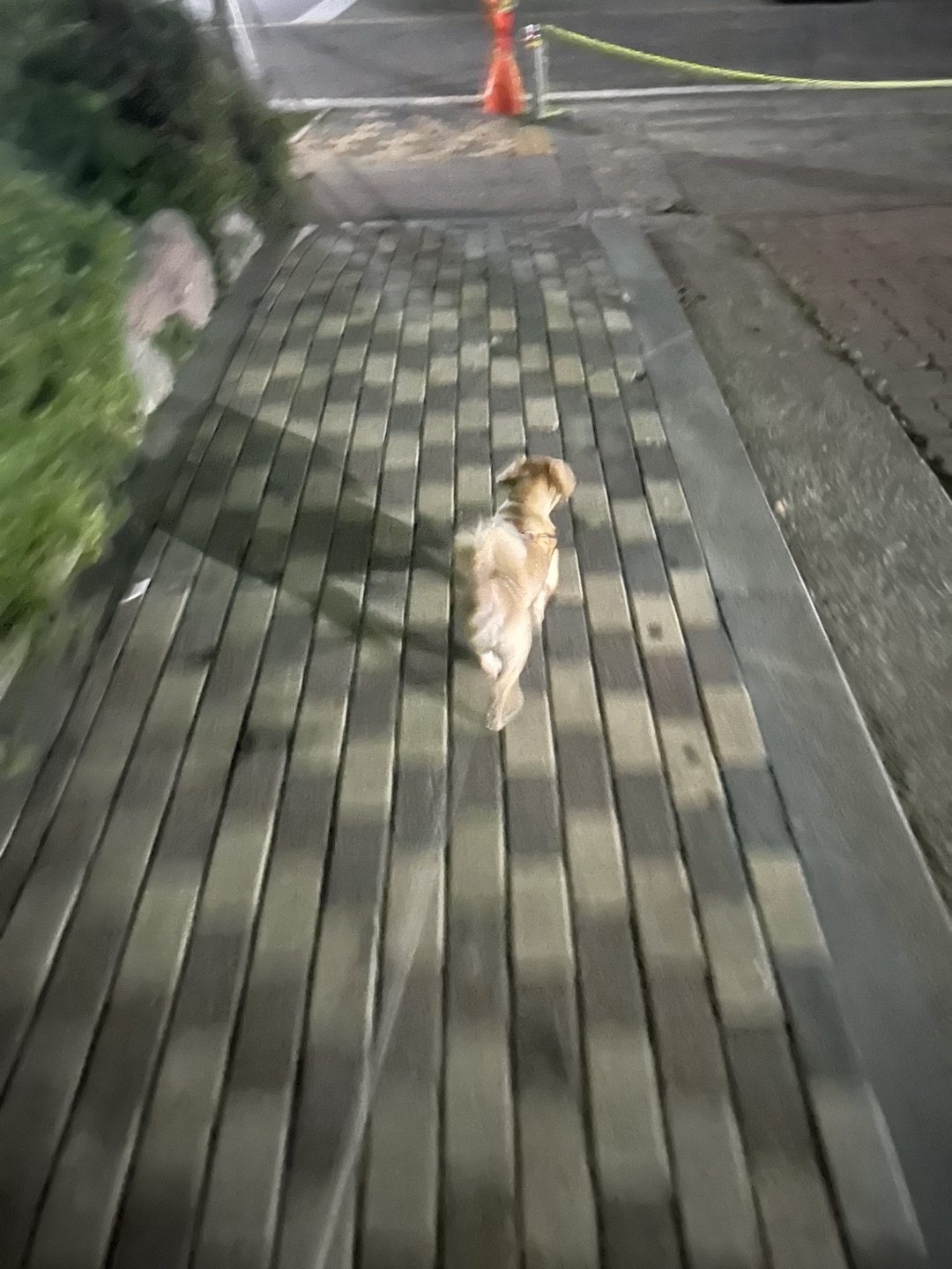 기즈모 이야기 (입양 5년 5개월) 