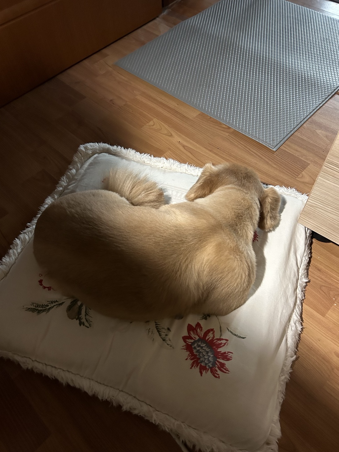 기즈모 이야기 (입양 5년 5개월) 