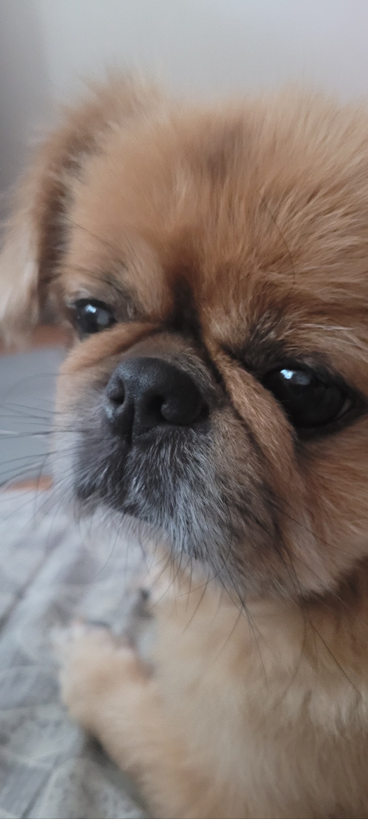 기즈모 이야기 (입양 5년 5개월) 