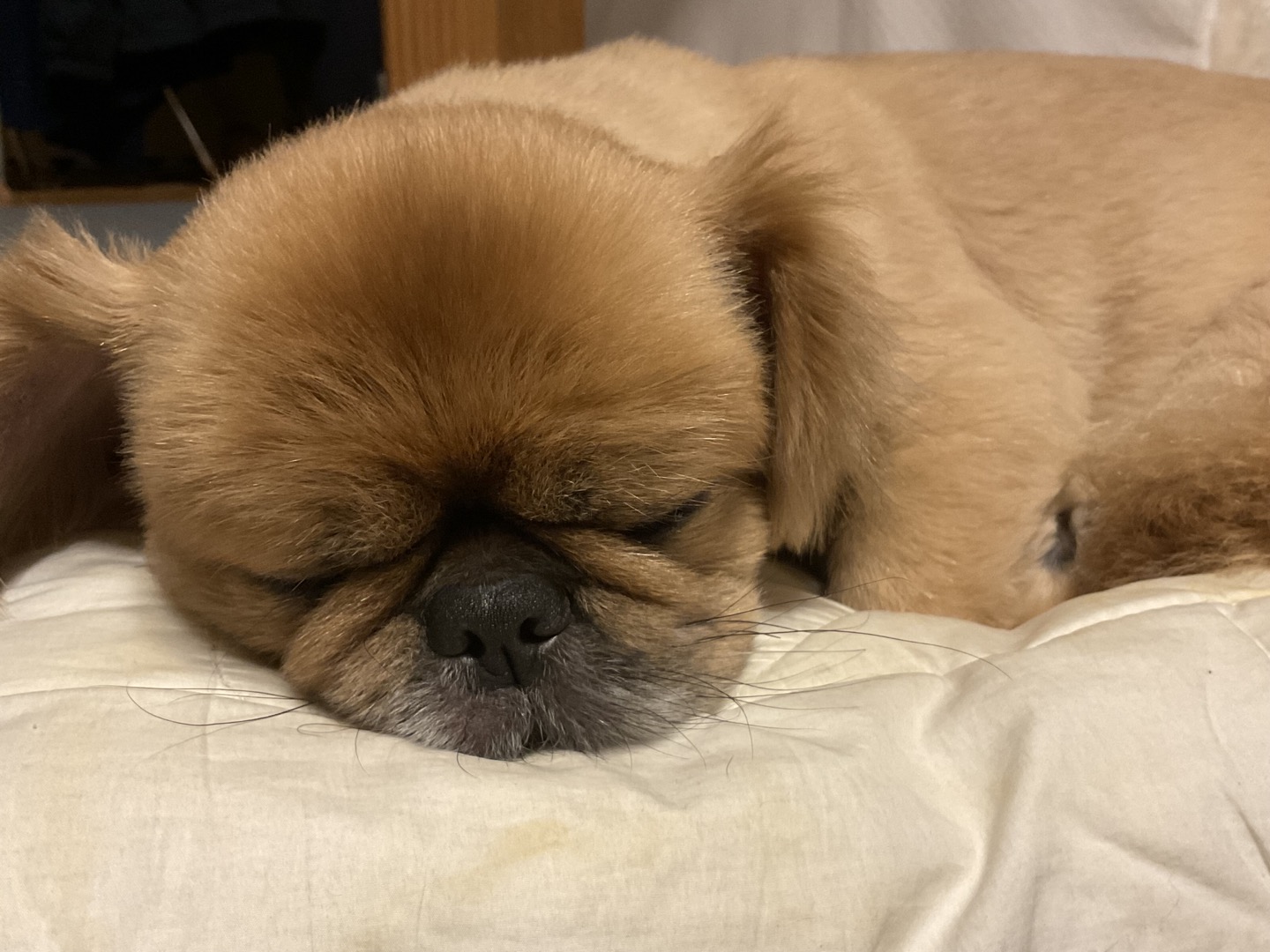 기즈모 이야기 (입양 5년 5개월) 