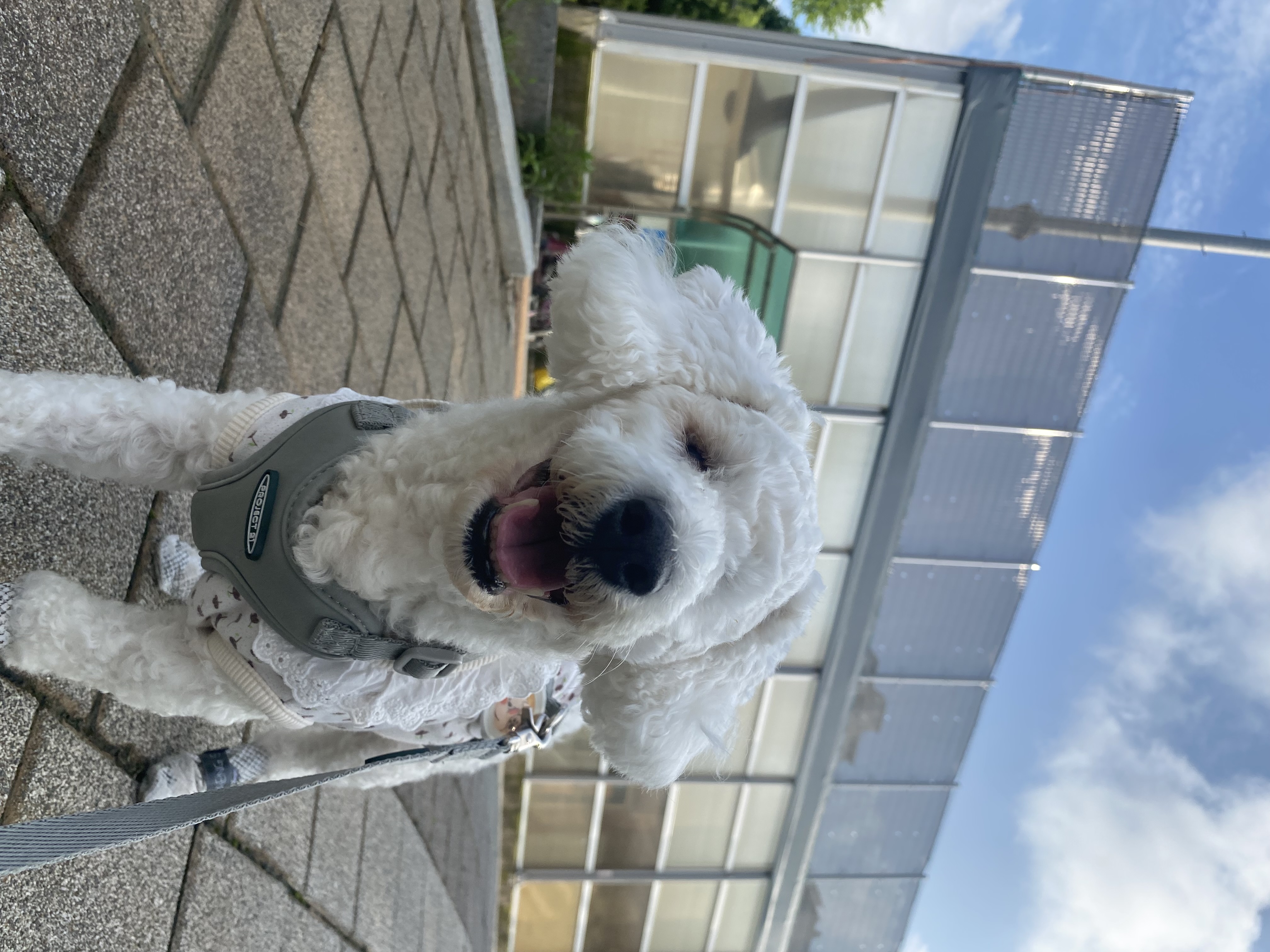 윤랑이의 미용을 앞두고 있는 모습(곤지암_쟈스민)