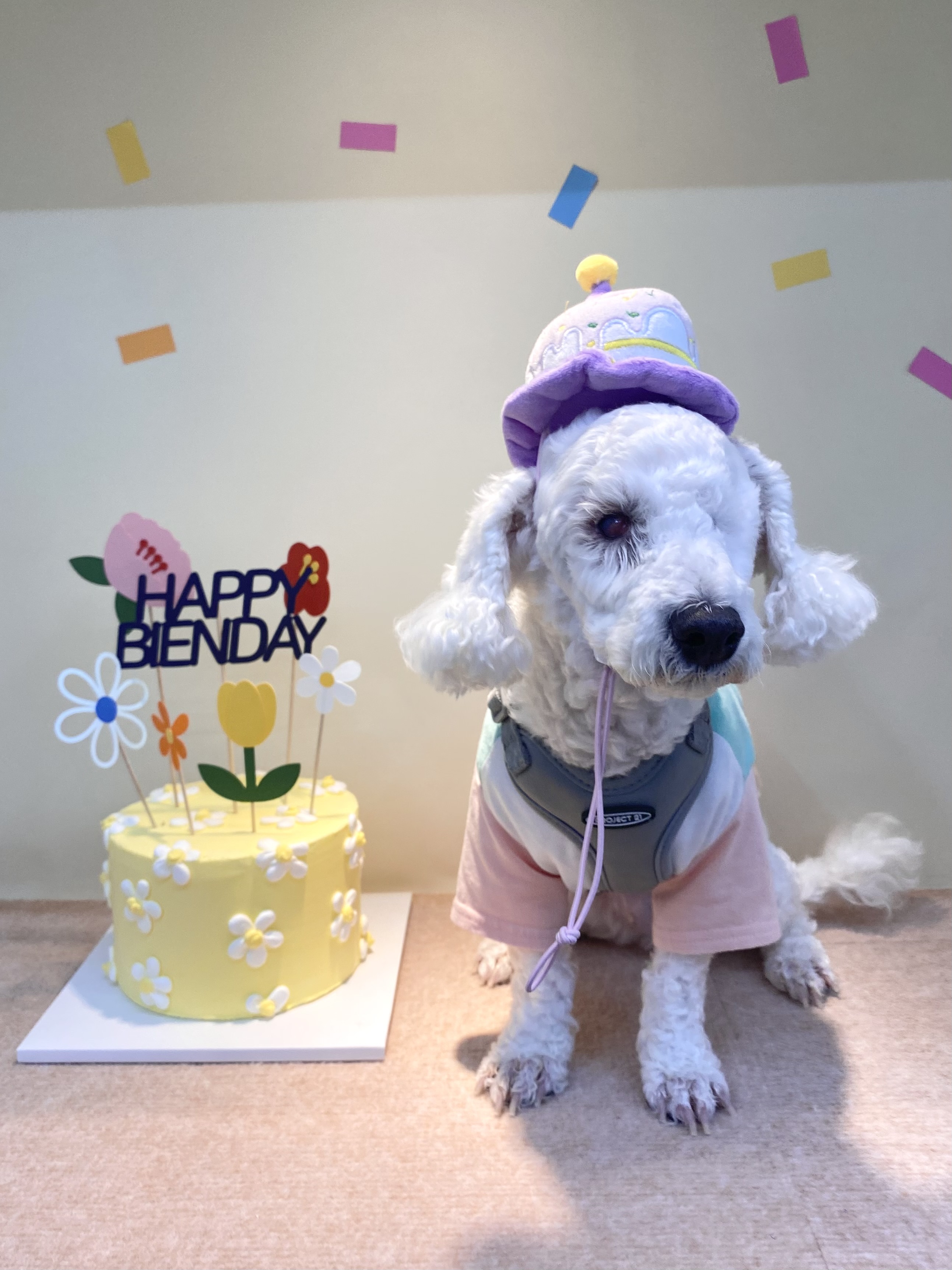 윤랑이의 미용을 앞두고 있는 모습(곤지암_쟈스민)