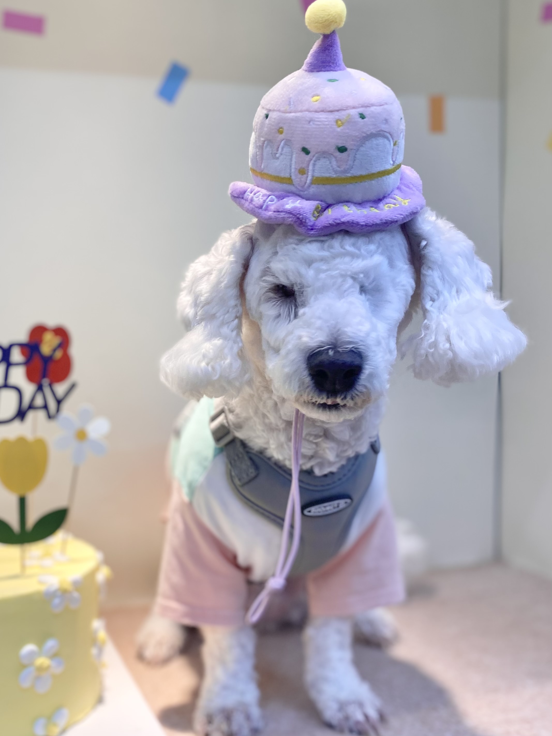 윤랑이의 미용을 앞두고 있는 모습(곤지암_쟈스민)