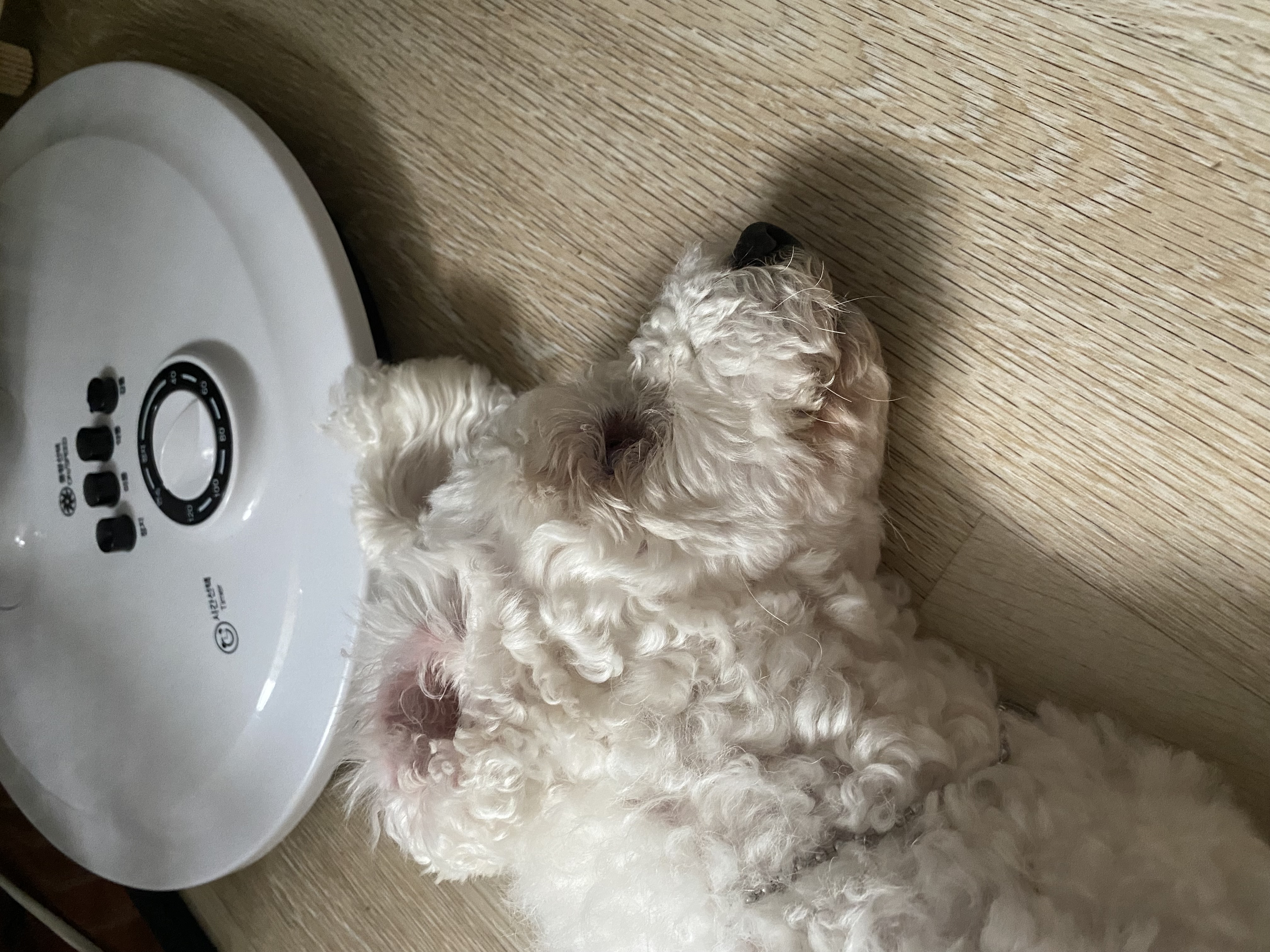 윤랑이의 미용을 앞두고 있는 모습(곤지암_쟈스민)