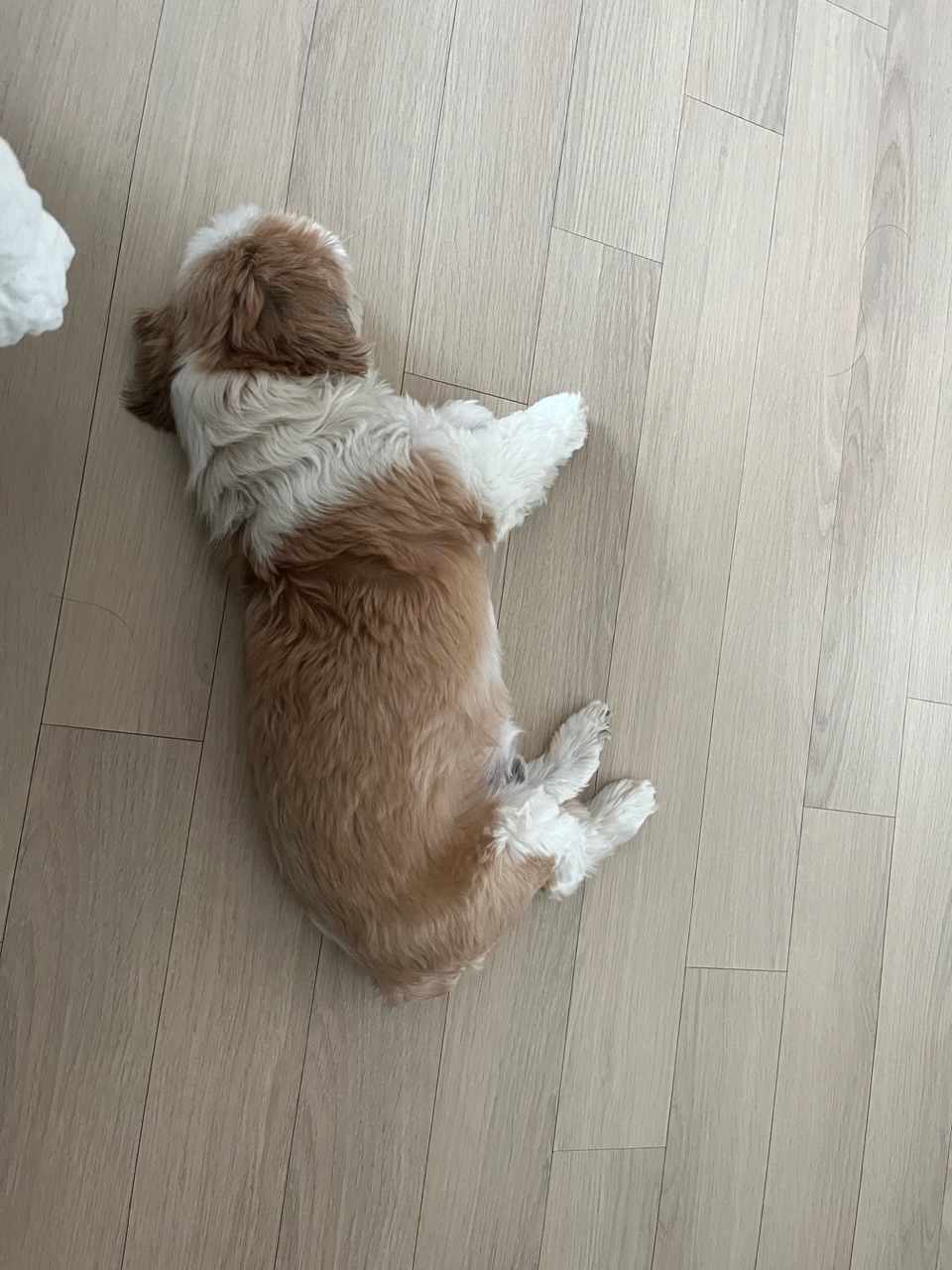 율무 춘식(수수) 뒷담화