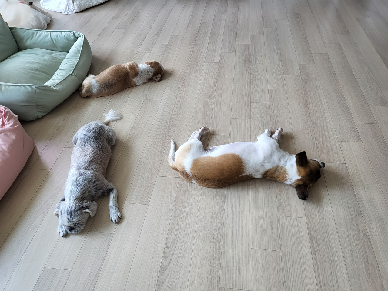 율무 춘식(수수) 뒷담화